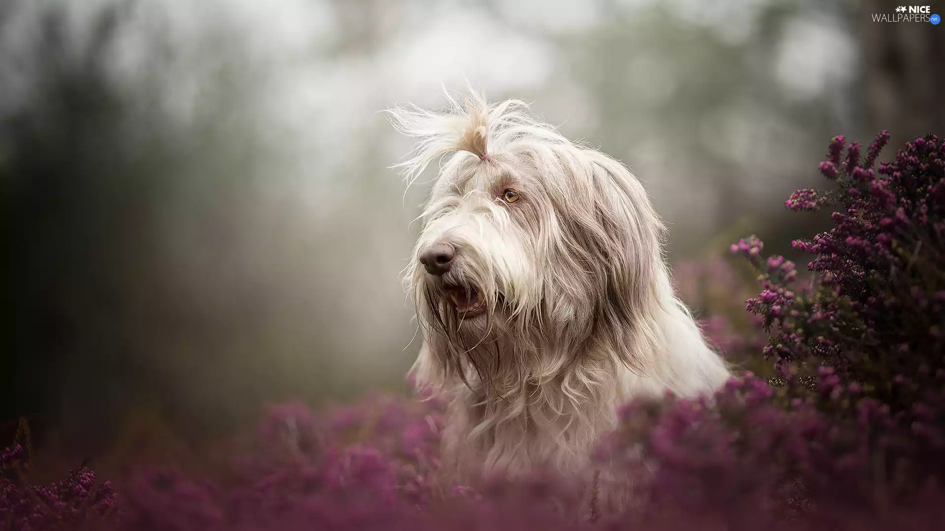 dog, muzzle, heather, Sapsaree