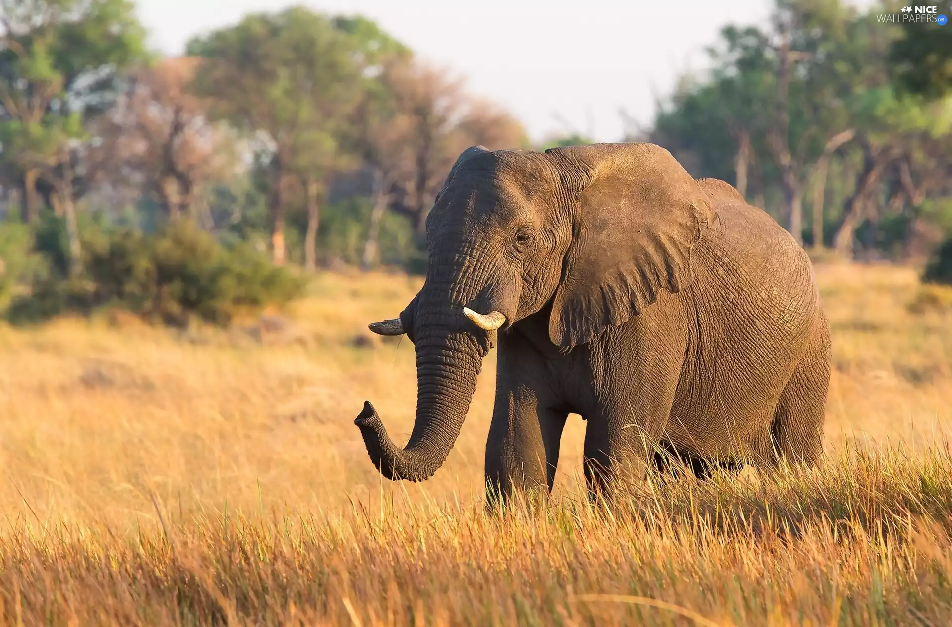 savanna, Elephant, grass