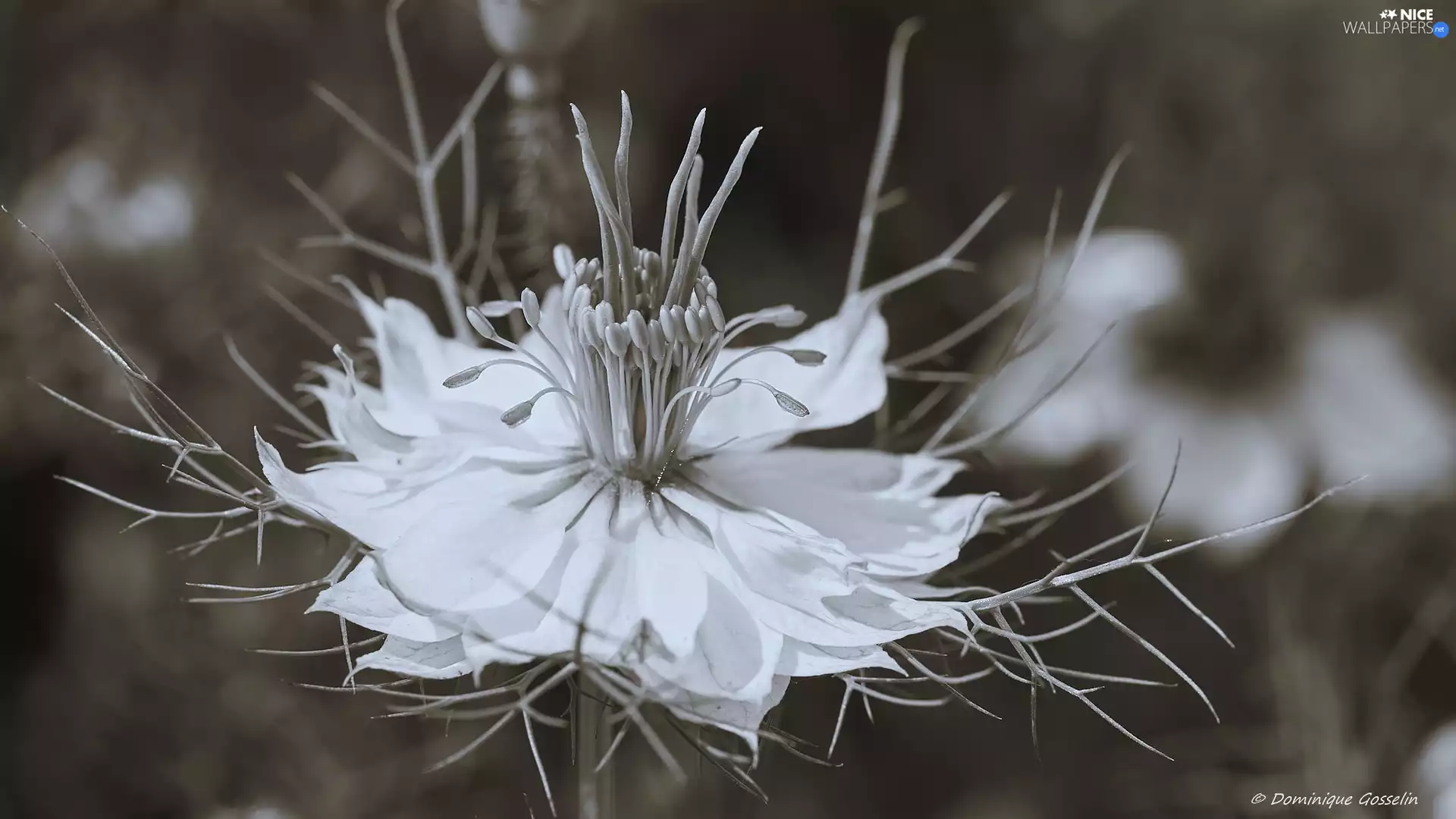 Grey scale, Colourfull Flowers, Nigella