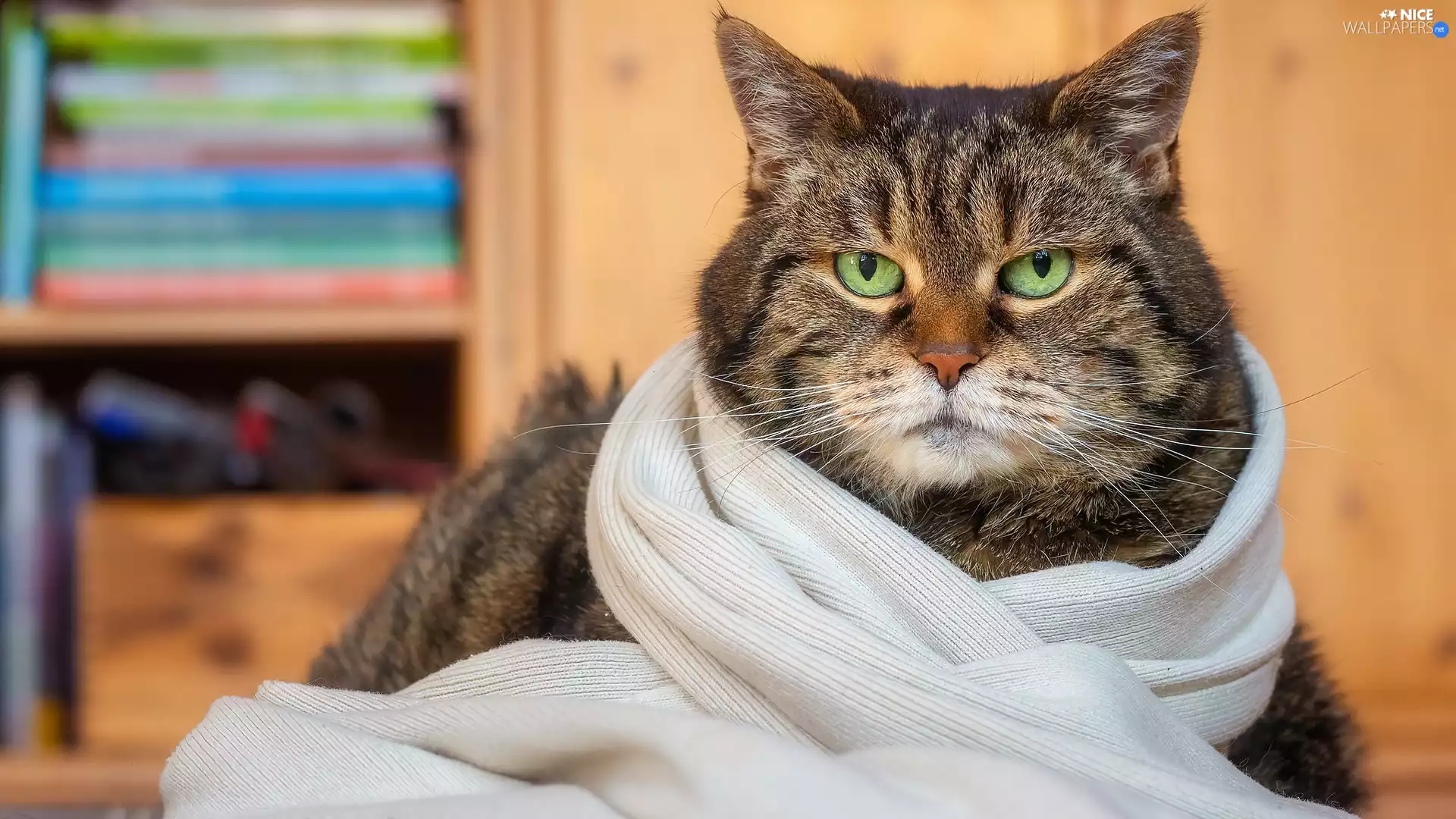 muzzle, dun, Eyes, Scarf, green ones, cat