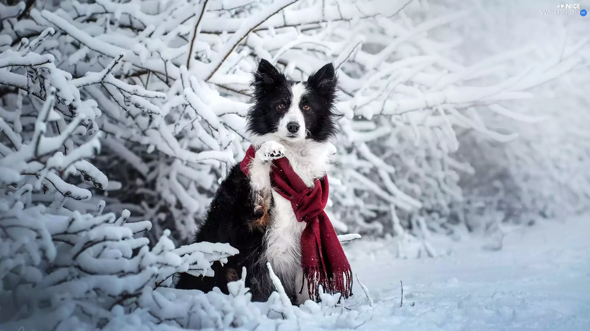Scarf, dog, Twigs, Border Collie, White and Black, Snowy, winter