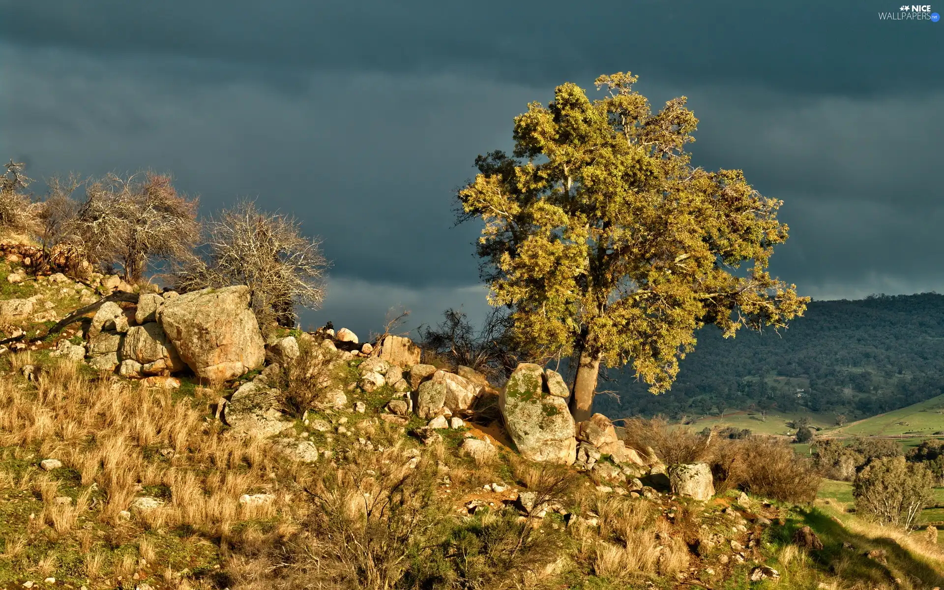 scarp, trees, Stones