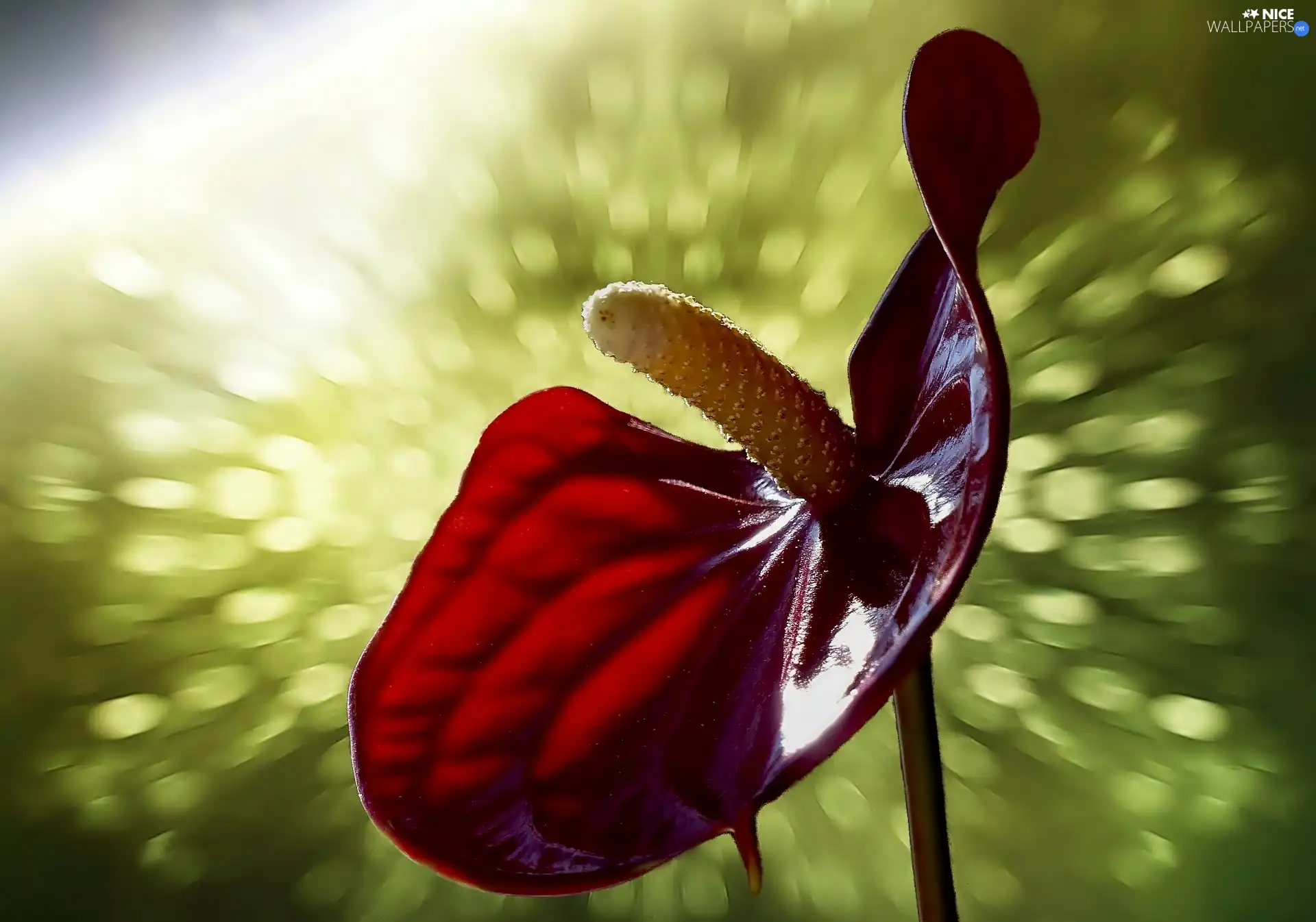 Scattered, ligh, Close, sun, luminosity, Anturium, Colourfull Flowers, flash