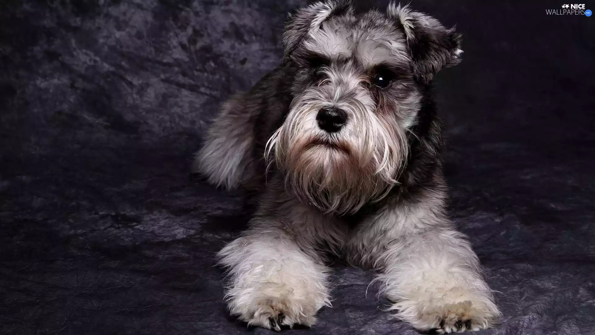 Schnauzer