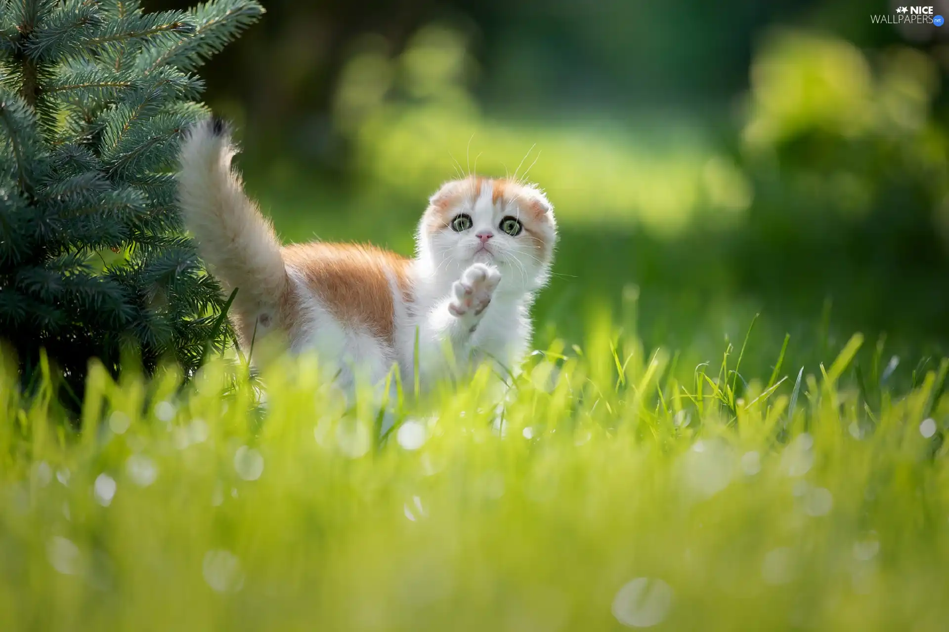 white and red, Scottish Fold, grass, cat