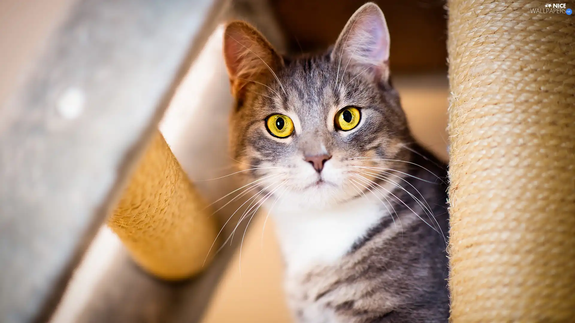 cat, Scratching