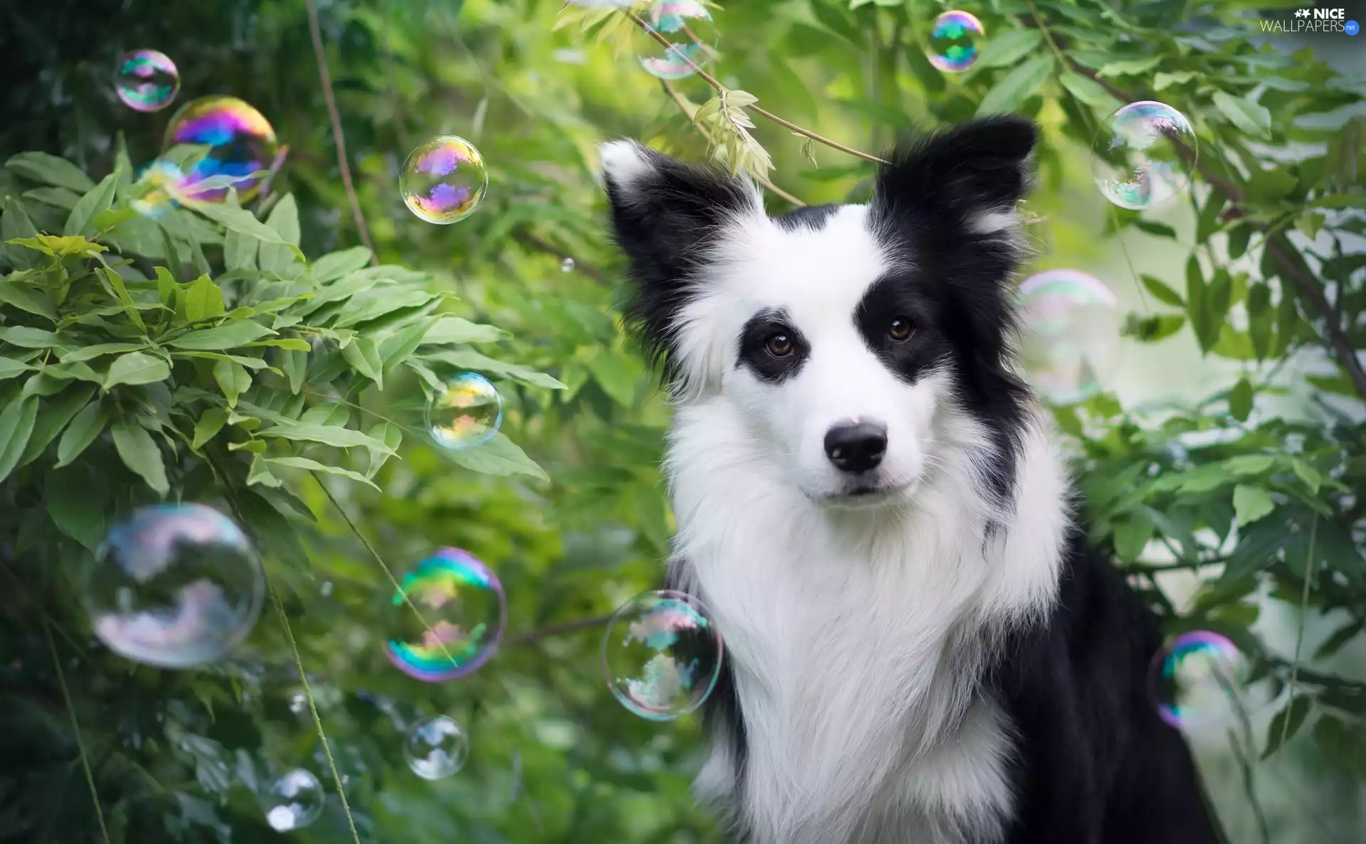 dog, interesting eyes, scrub, Border Collie
