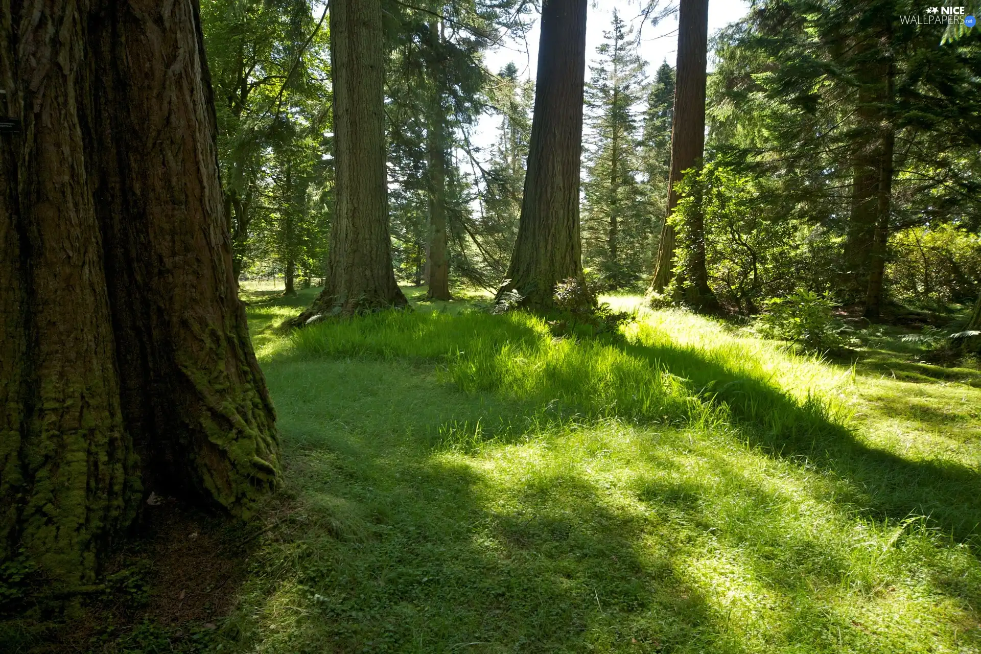 grass, viewes, scrub, trees