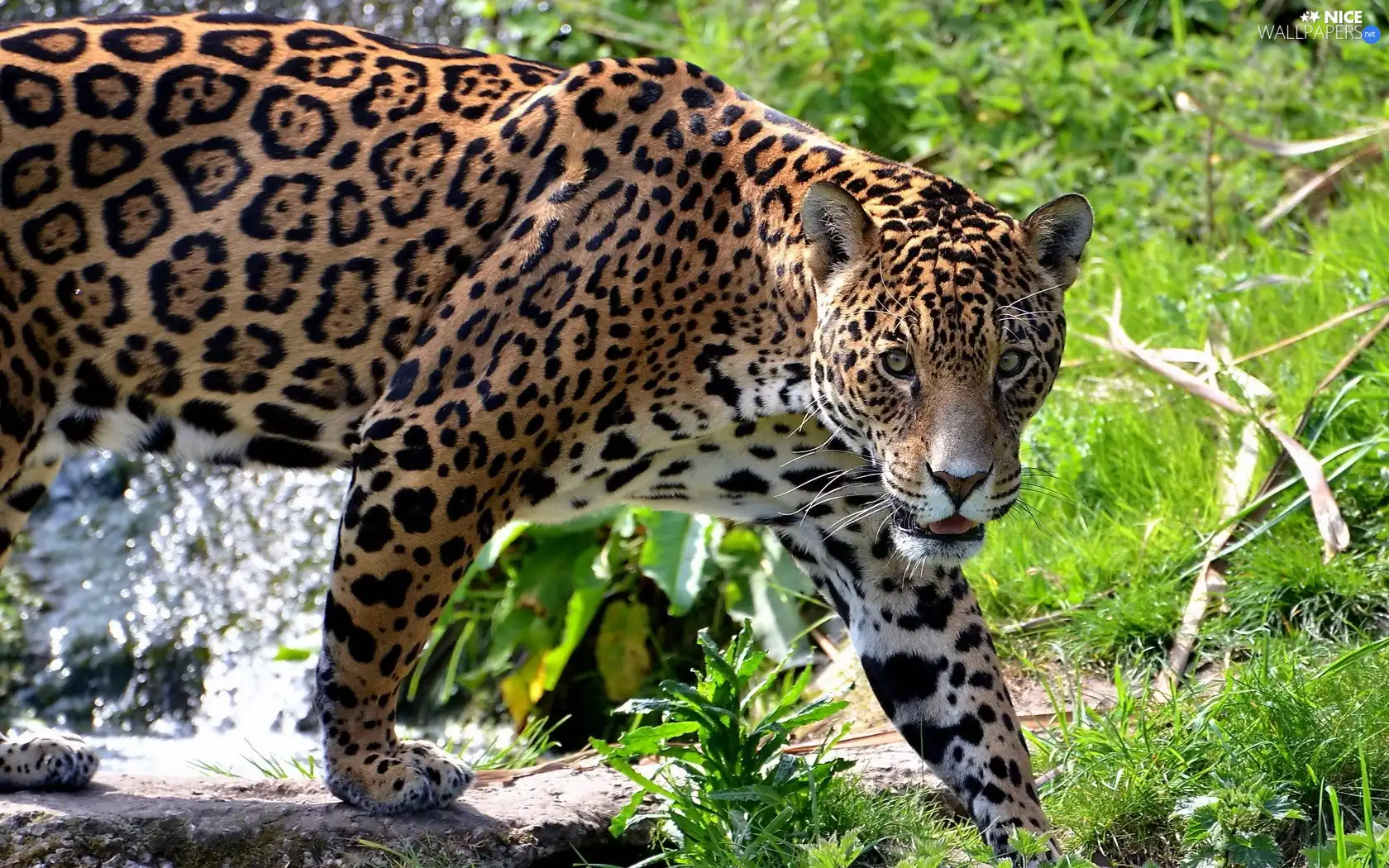 Jaguar, cat, scrub, wild