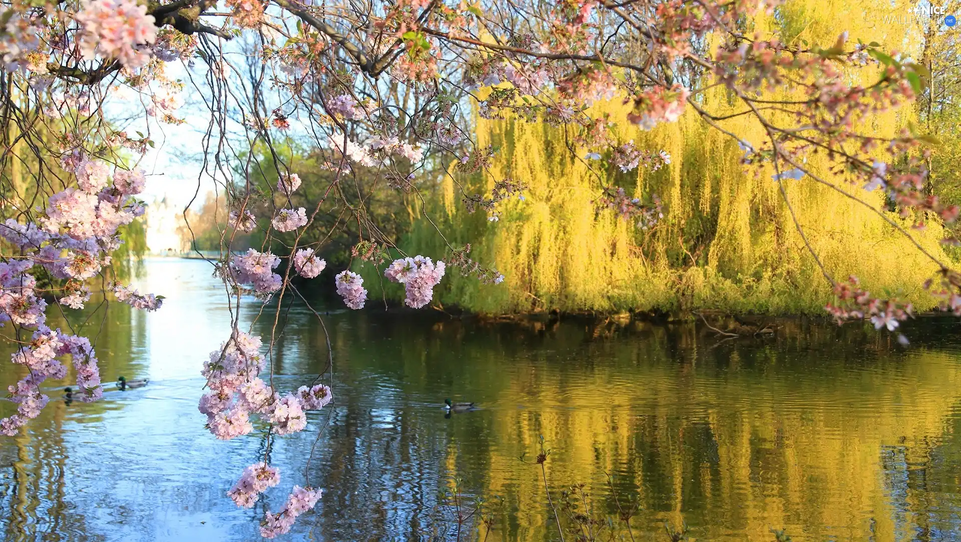 scrub, Park, flourishing, trees, brook