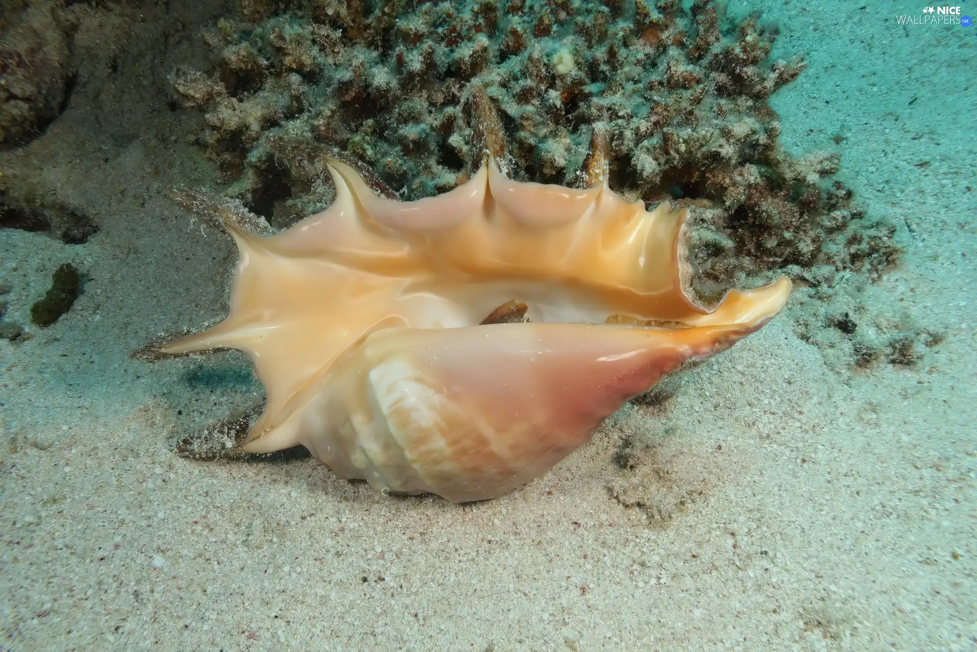 sea, shell, bottom