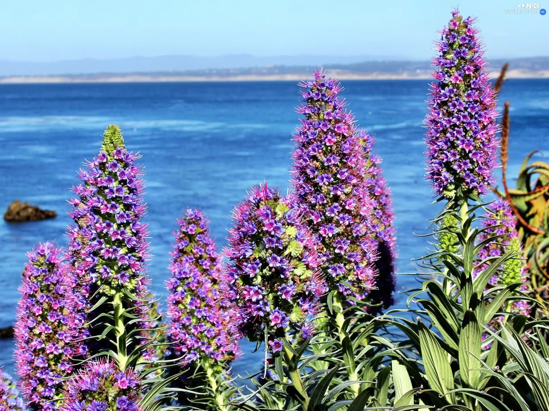 sea, exotic, Flowers