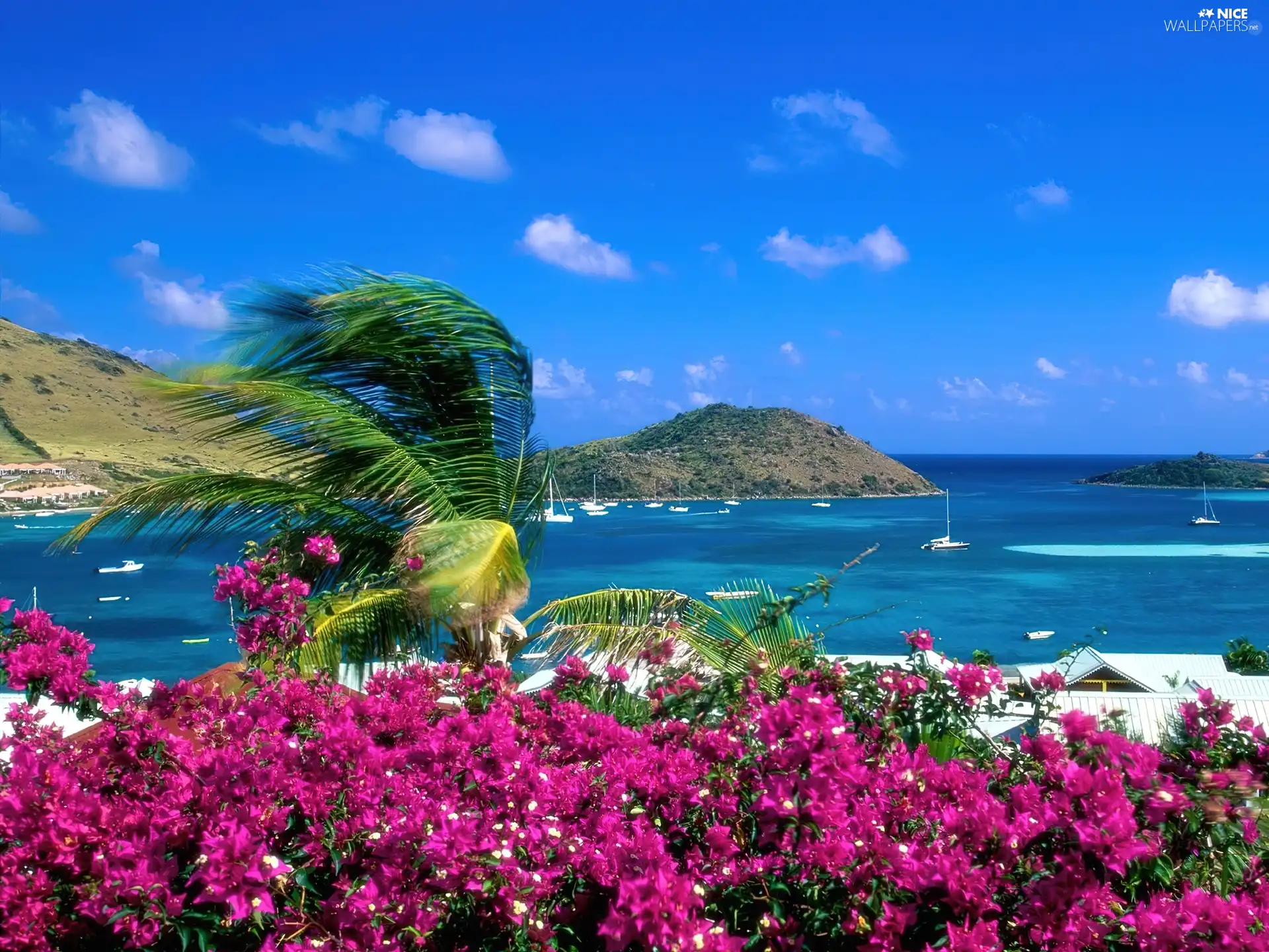 Saint Martin, Flowers, sea, Island