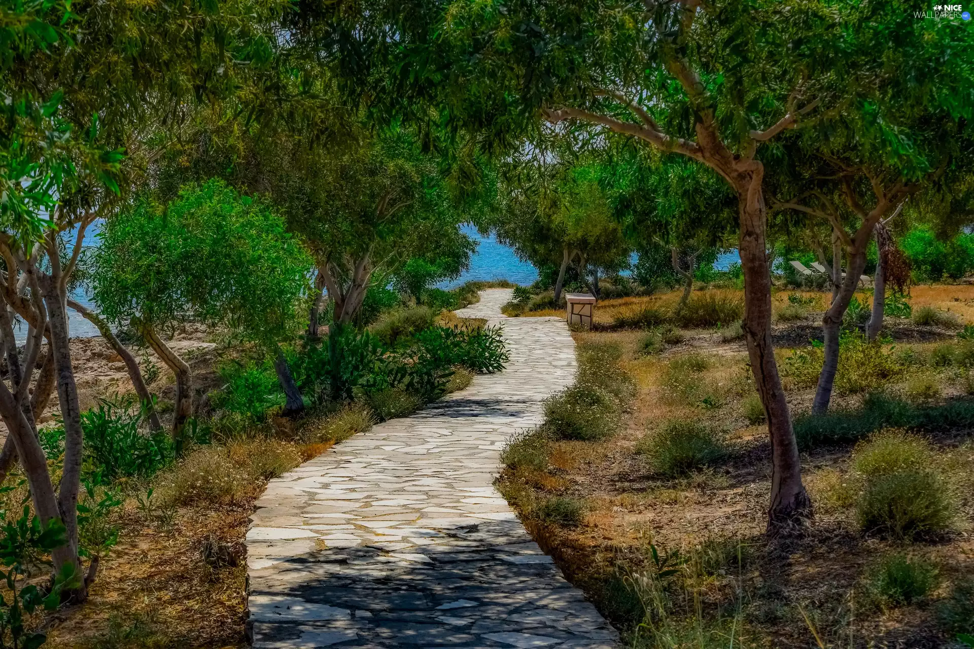 trees, stone, Bush, sea, viewes, Path