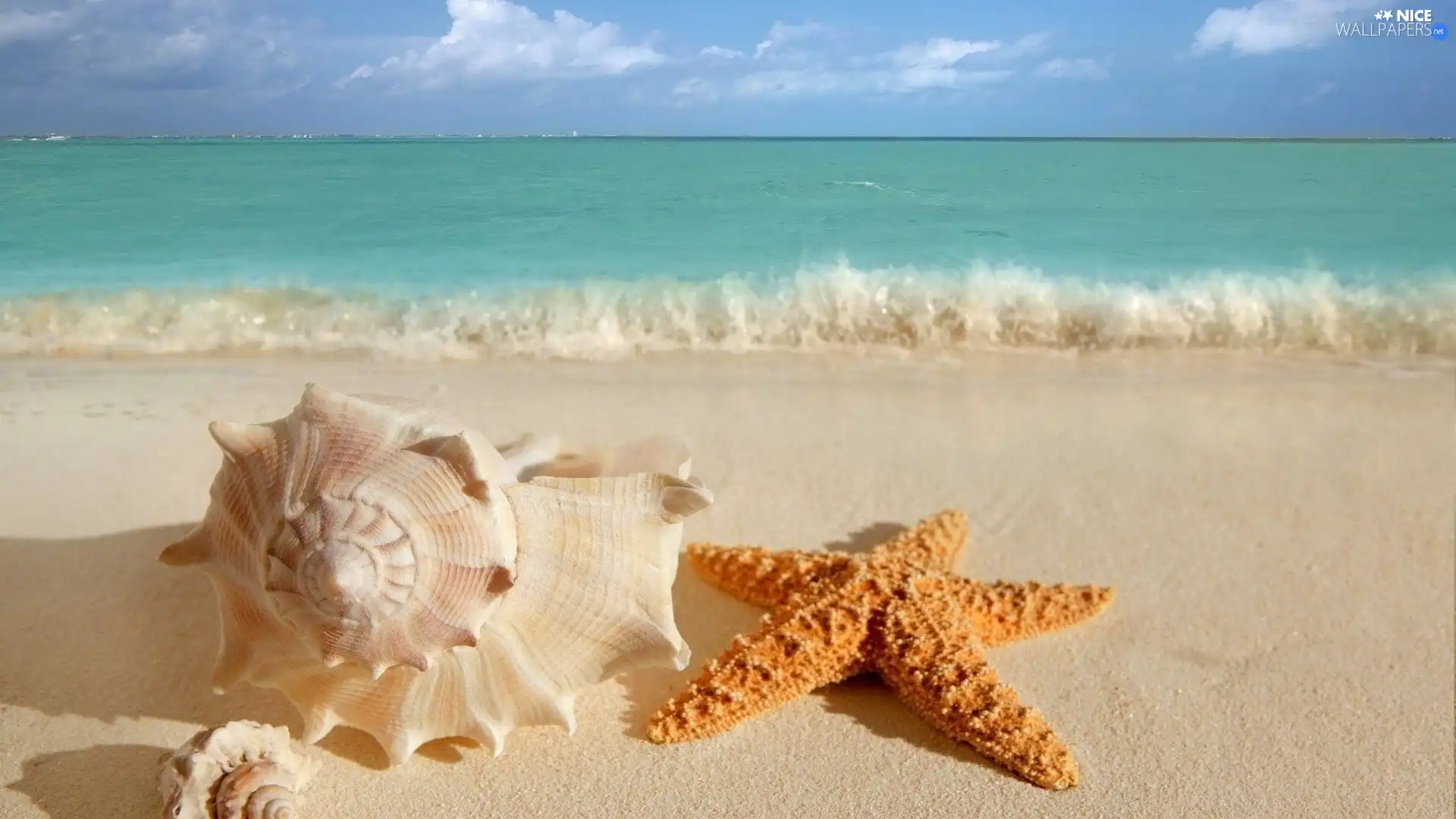 Shells, turquoise, sea, starfish