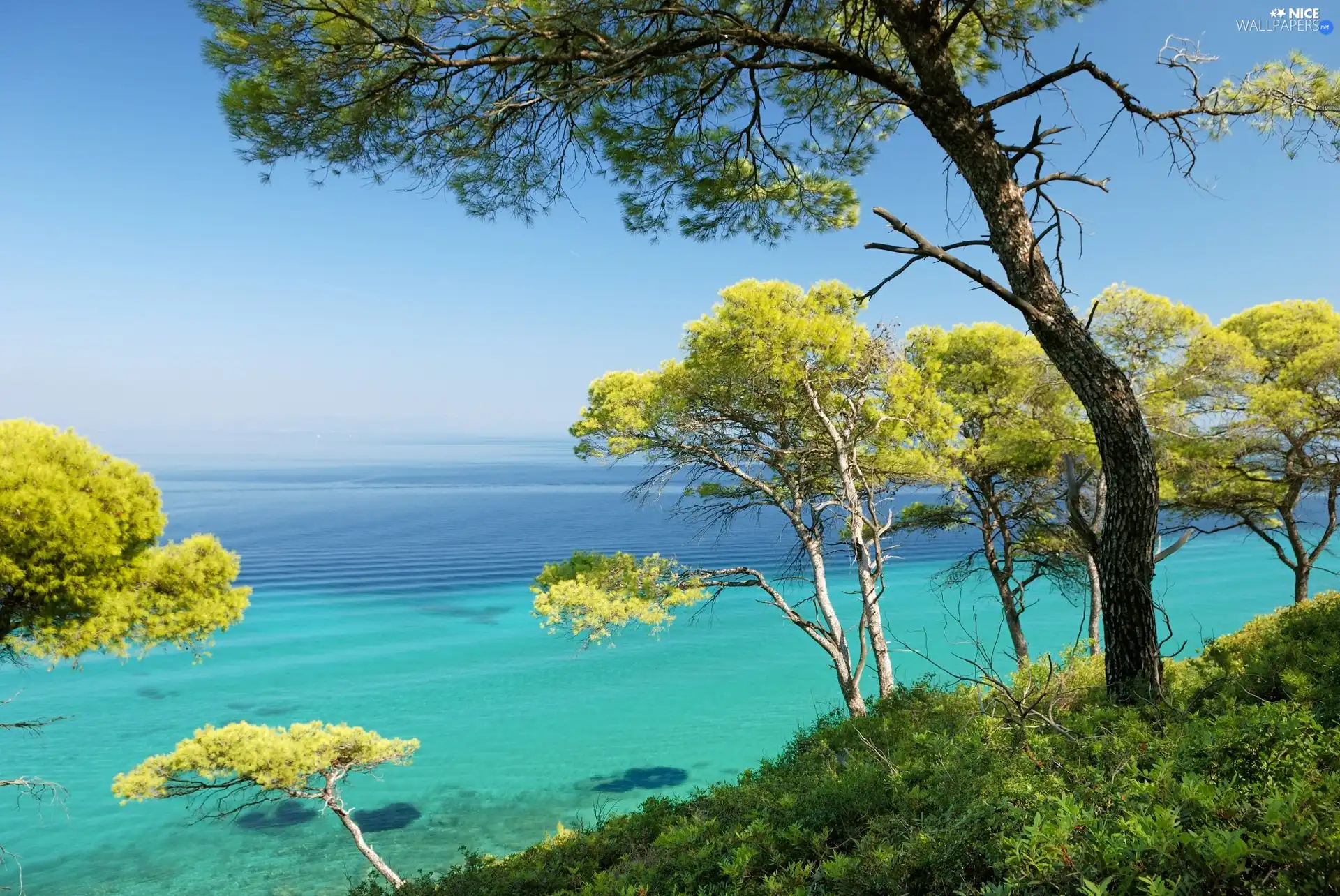 sea, trees, viewes