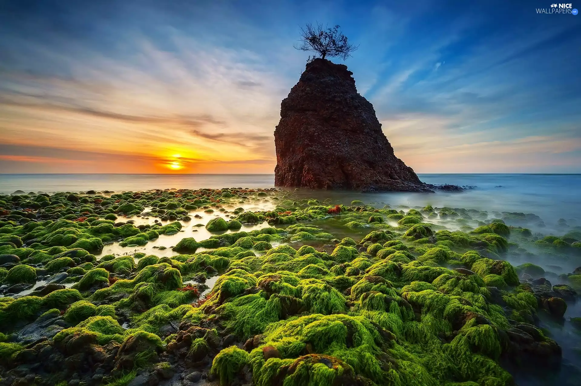 Moss, trees, Sun Sea, Rocks, west
