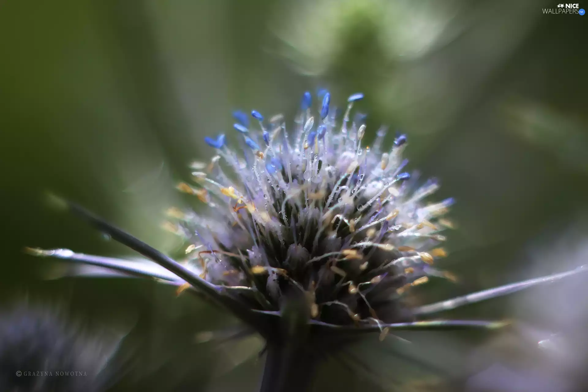 Seaside Eryngium