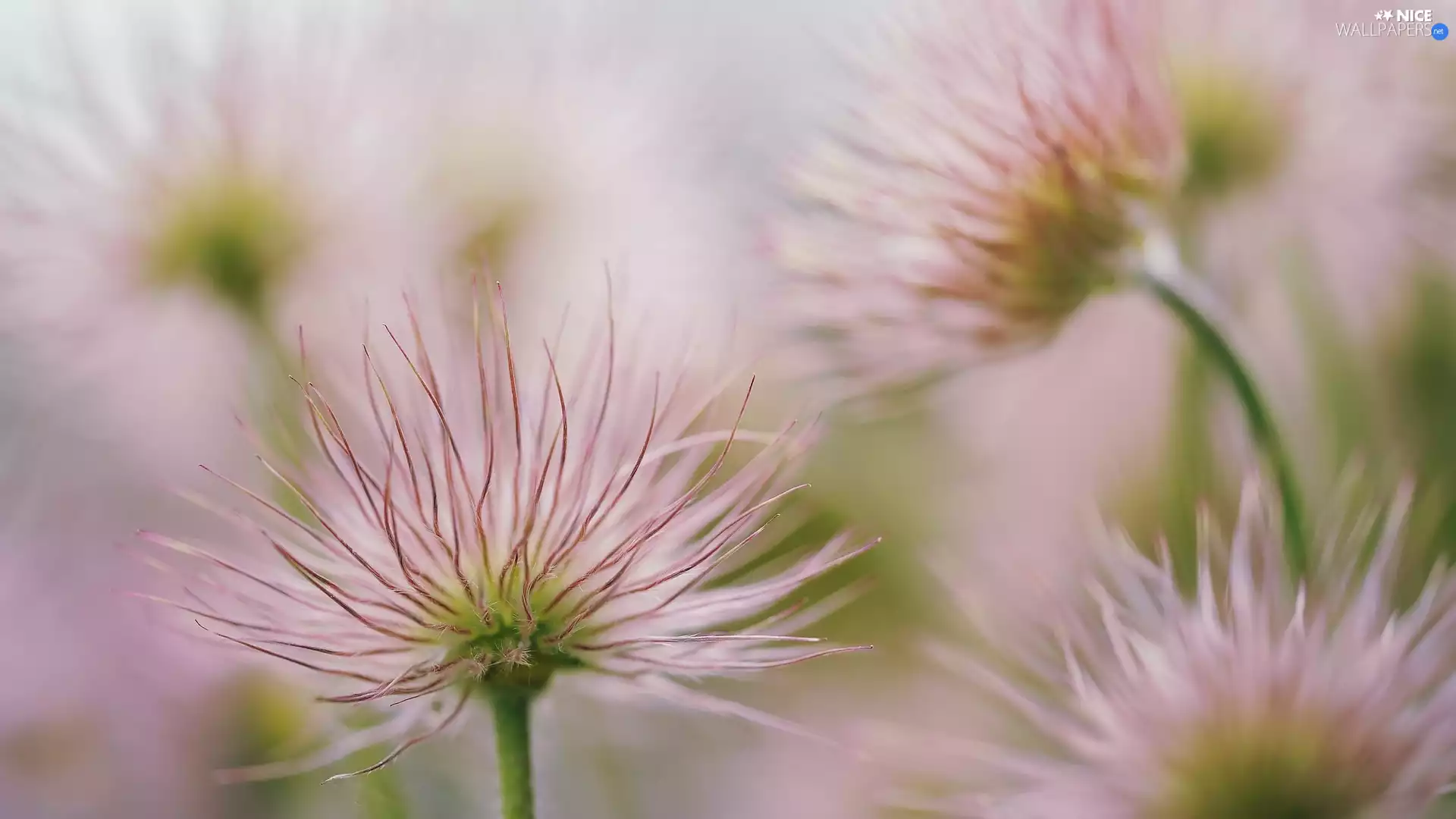seedheads, Flowers, pasque