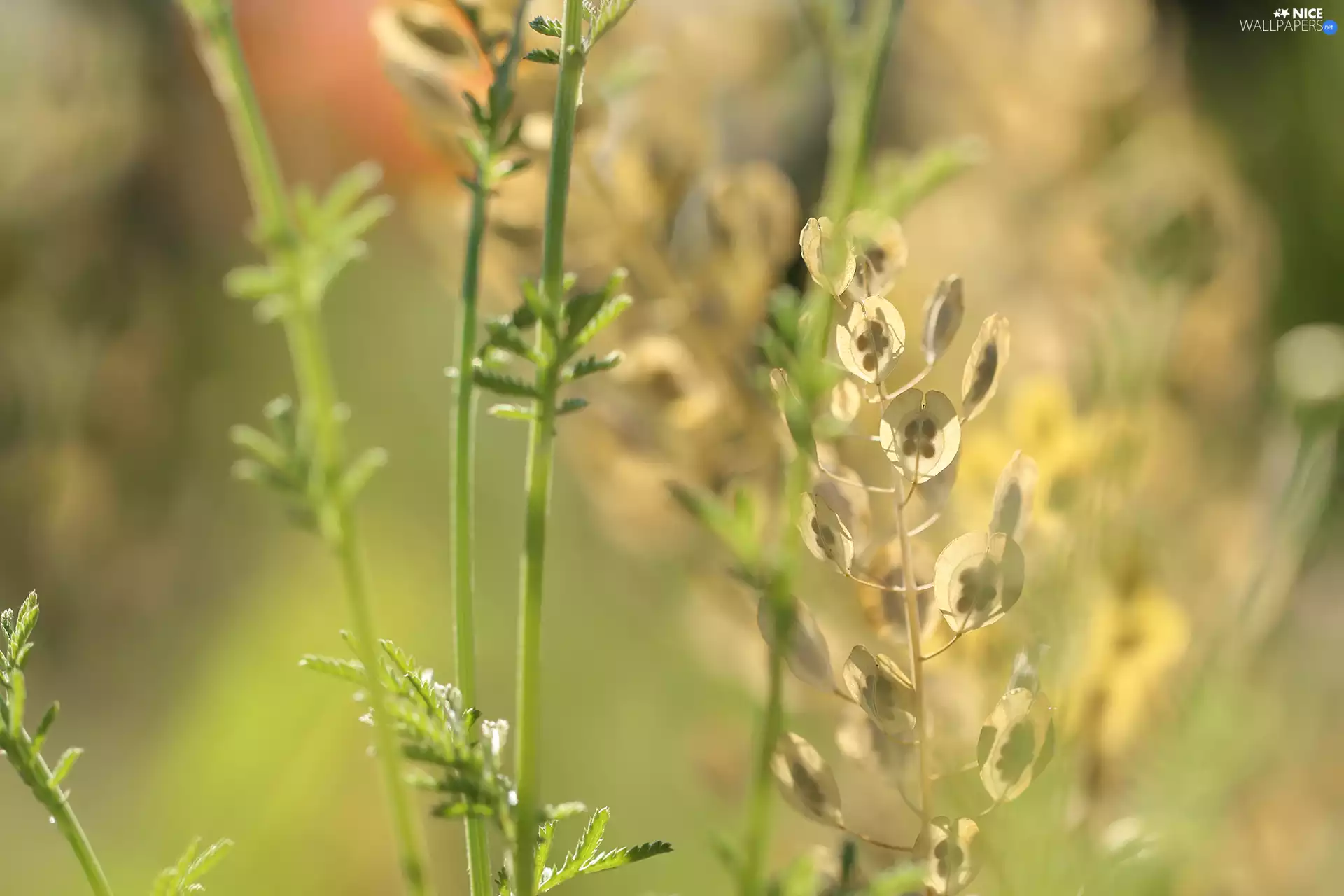 Seeds, Plants, blades