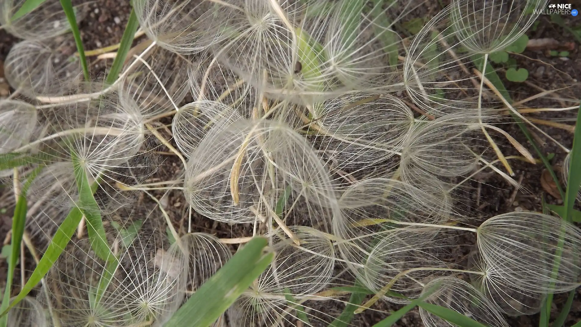 dandelion, Seeds