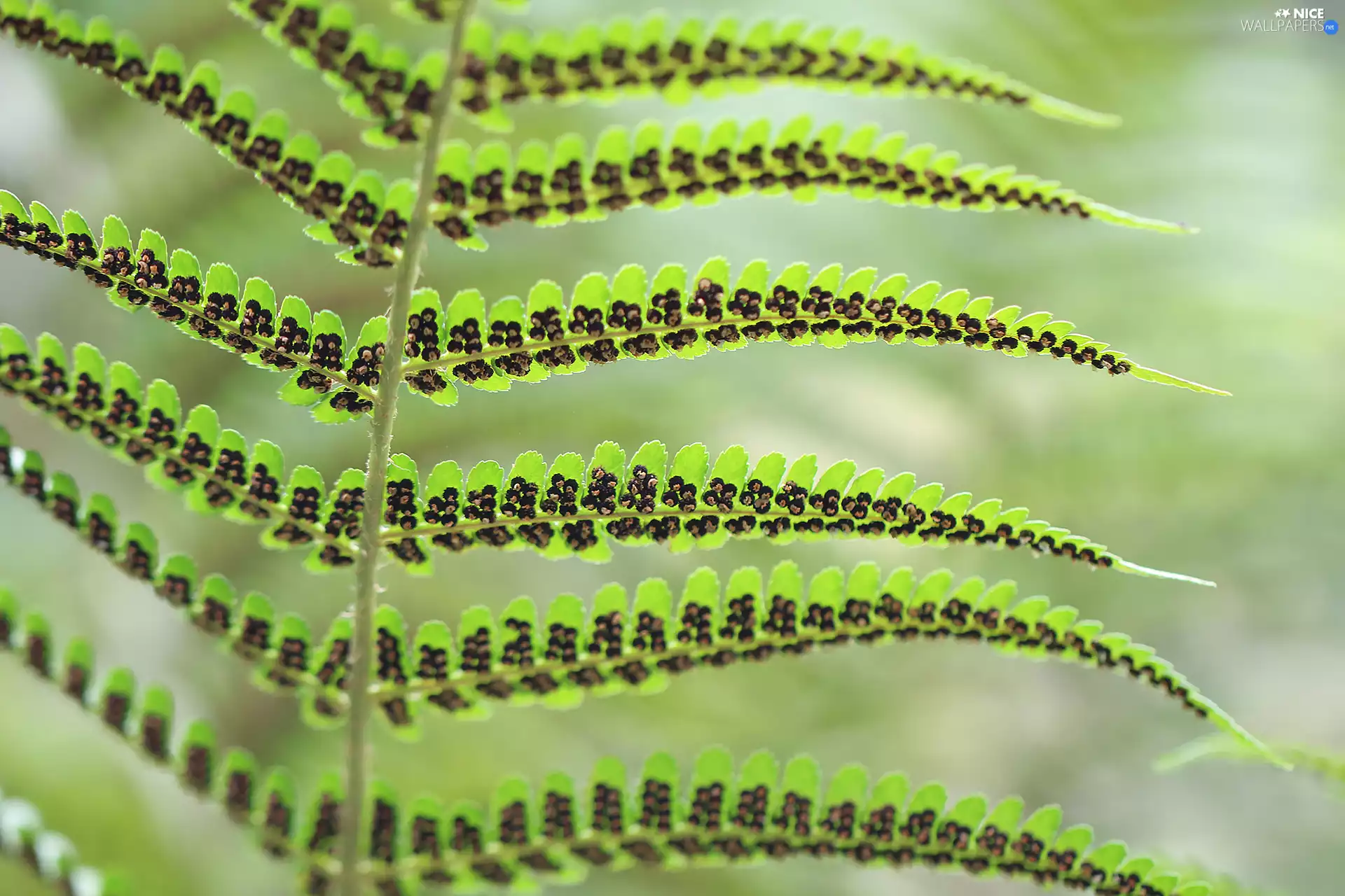 Seeds, leaf, Fern