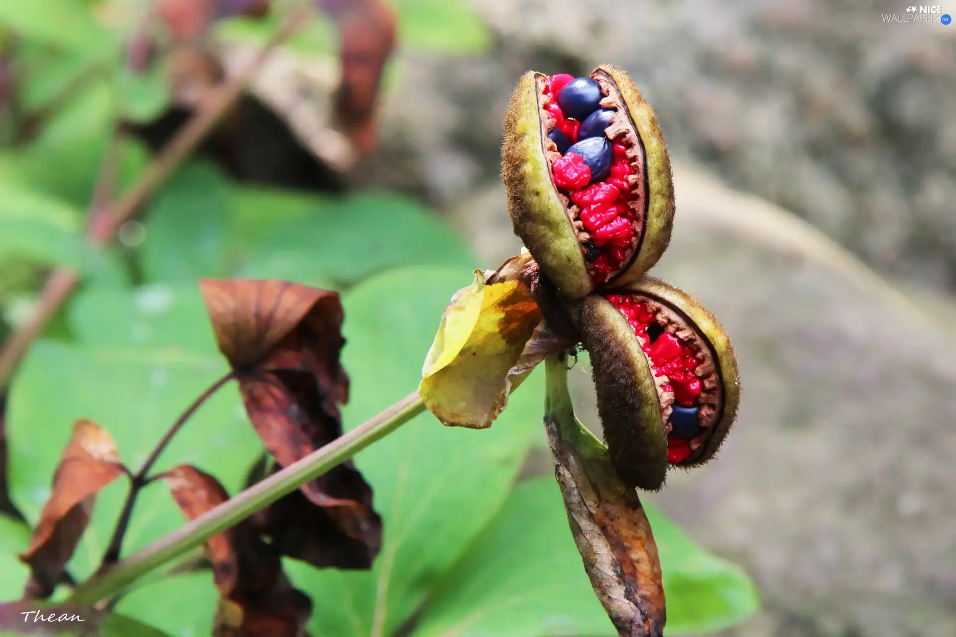 plant, Seeds