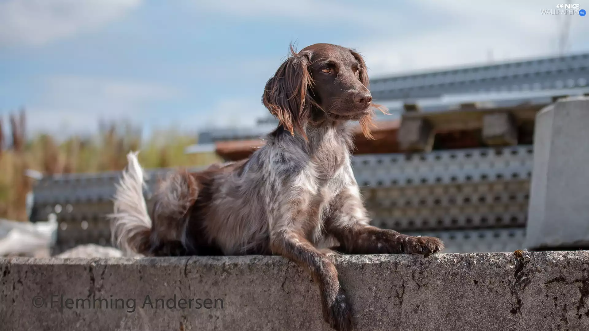 ledge, dog, English Setter