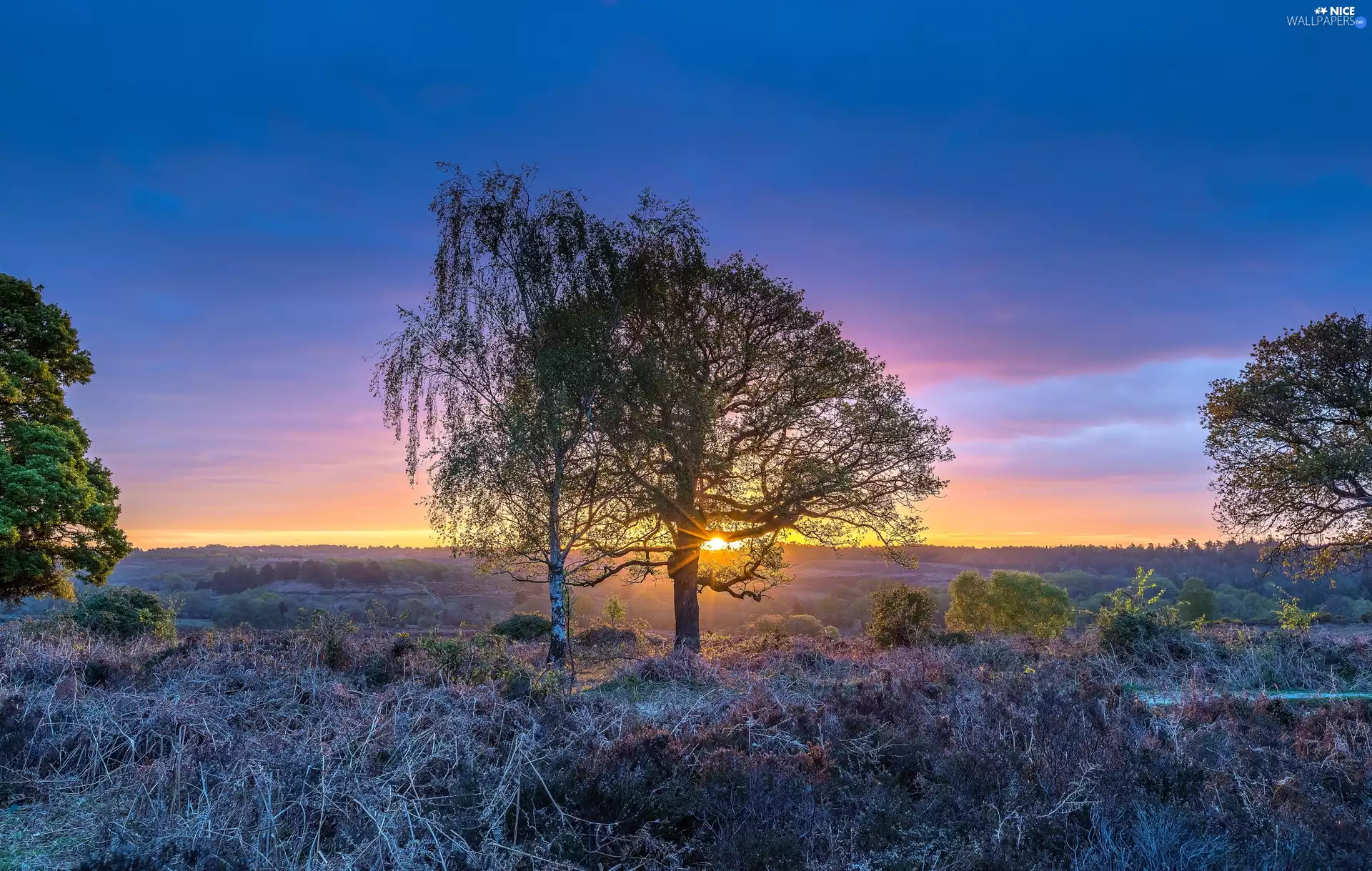 Hampshire County, Rockford Settlement, Sunrise, heath, viewes, New Forest National Park, England, trees
