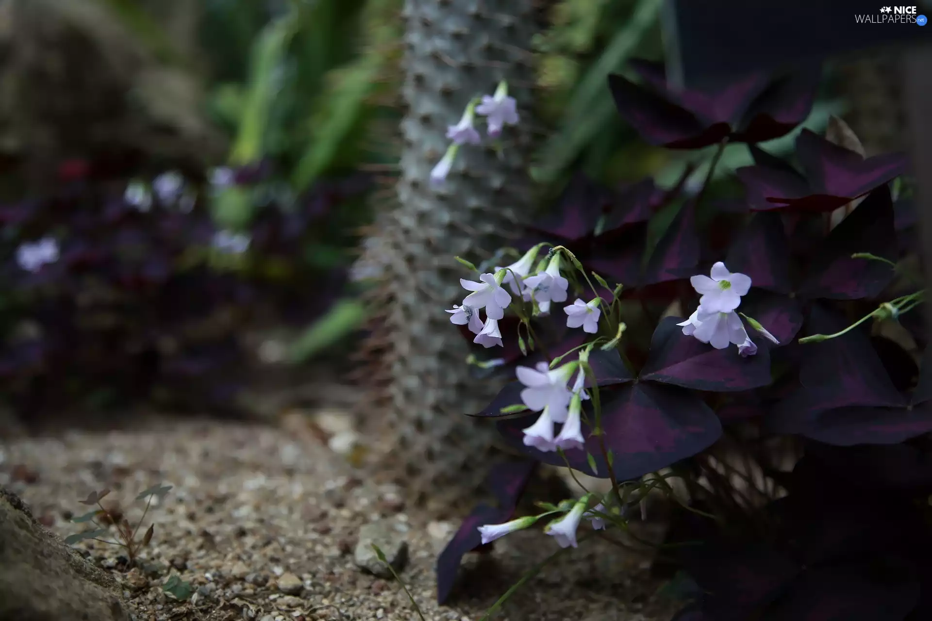 False Shamrock, leaves, Flowers, claret
