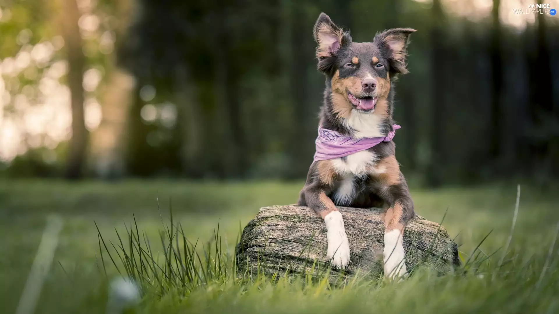 dog, log, snag, shawl