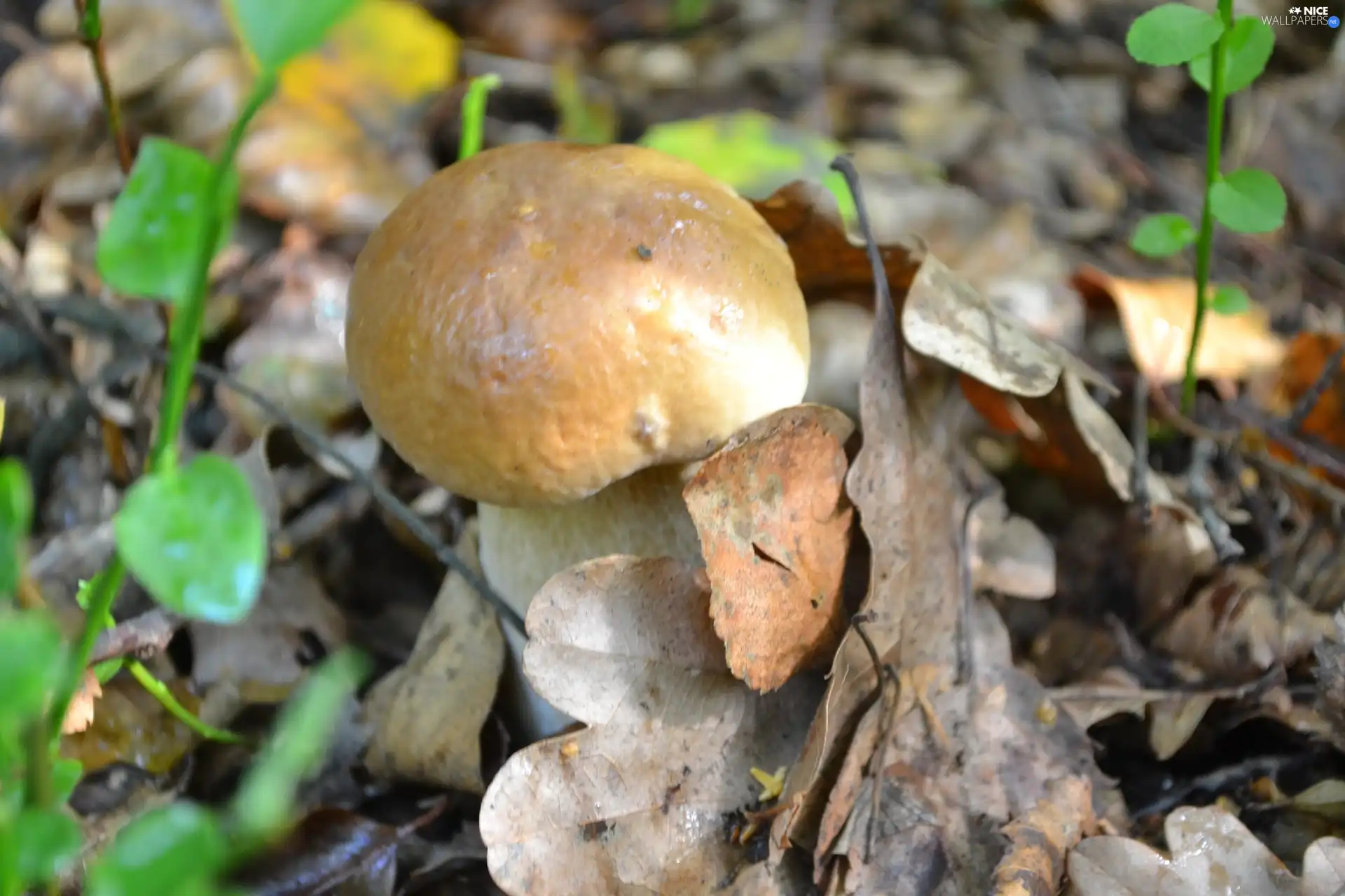 forester, Boletus edulis, sheathing