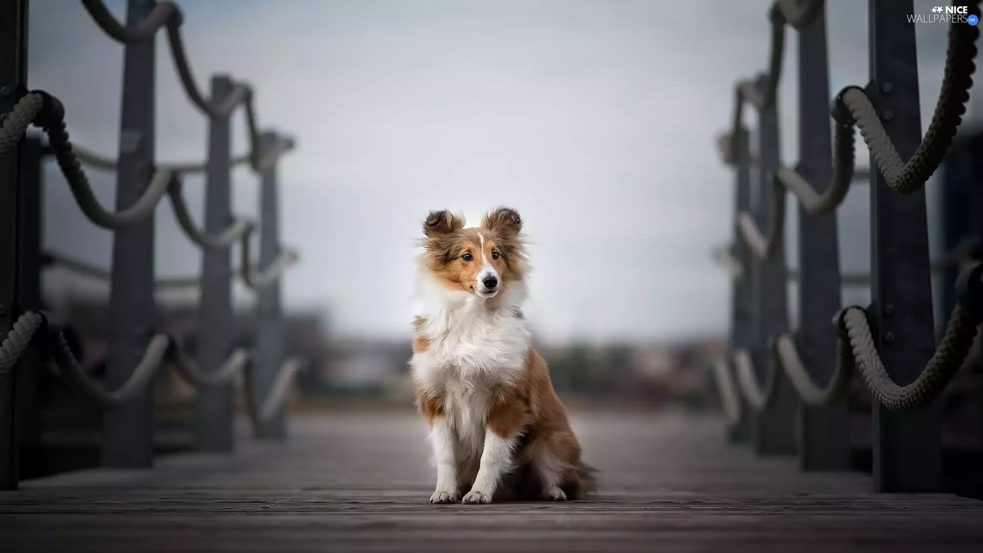 figure, bridges, shetland Sheepdog, Puppy, dog