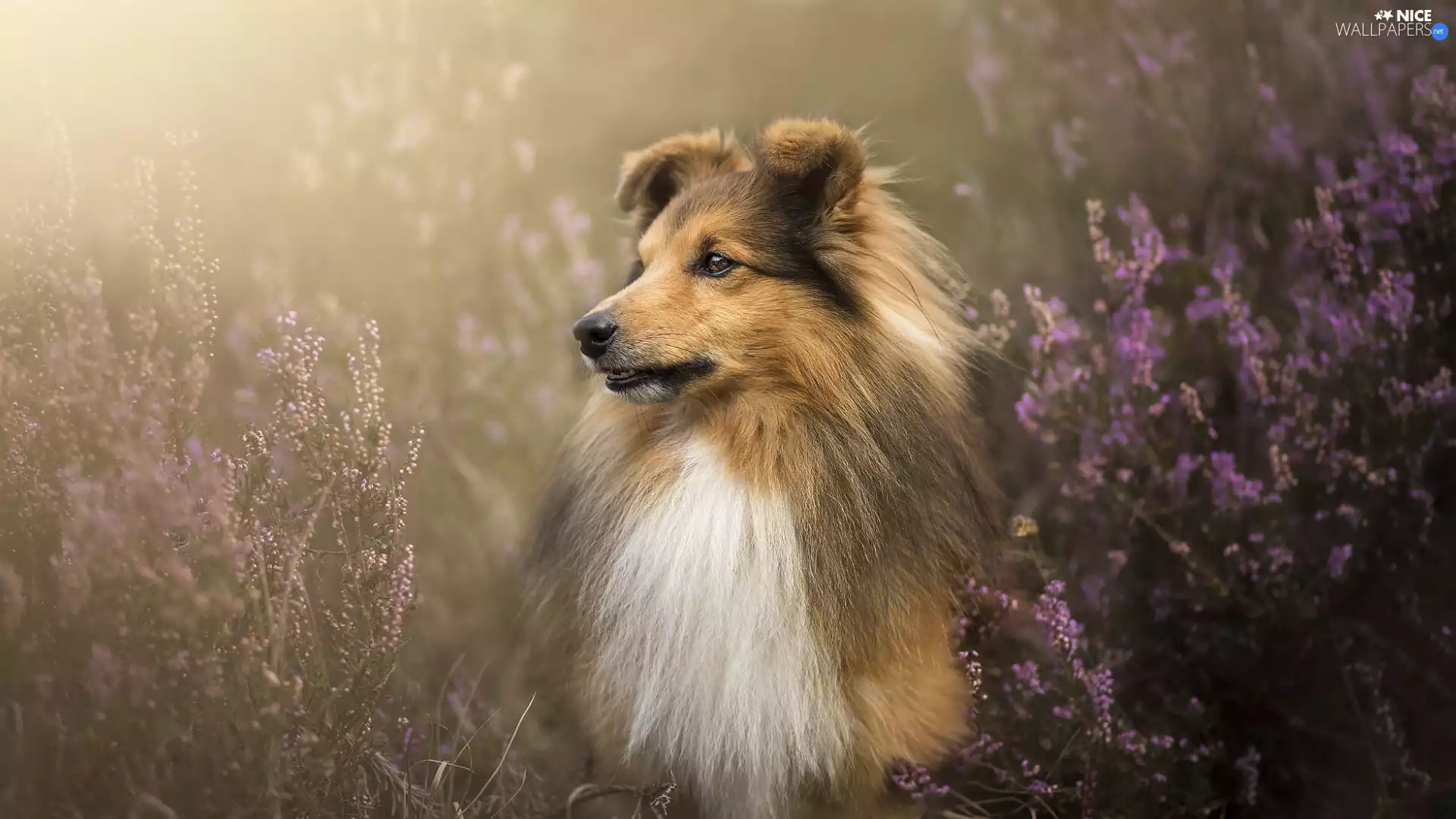 heather, dog, shetland Sheepdog