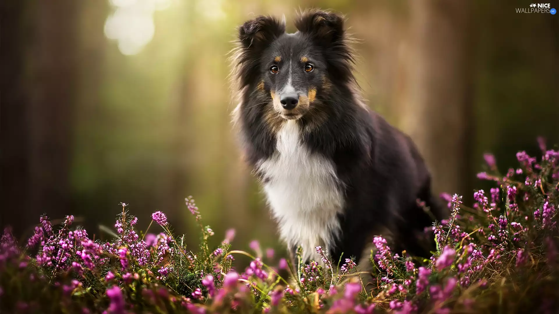 heathers, dog, shetland Sheepdog