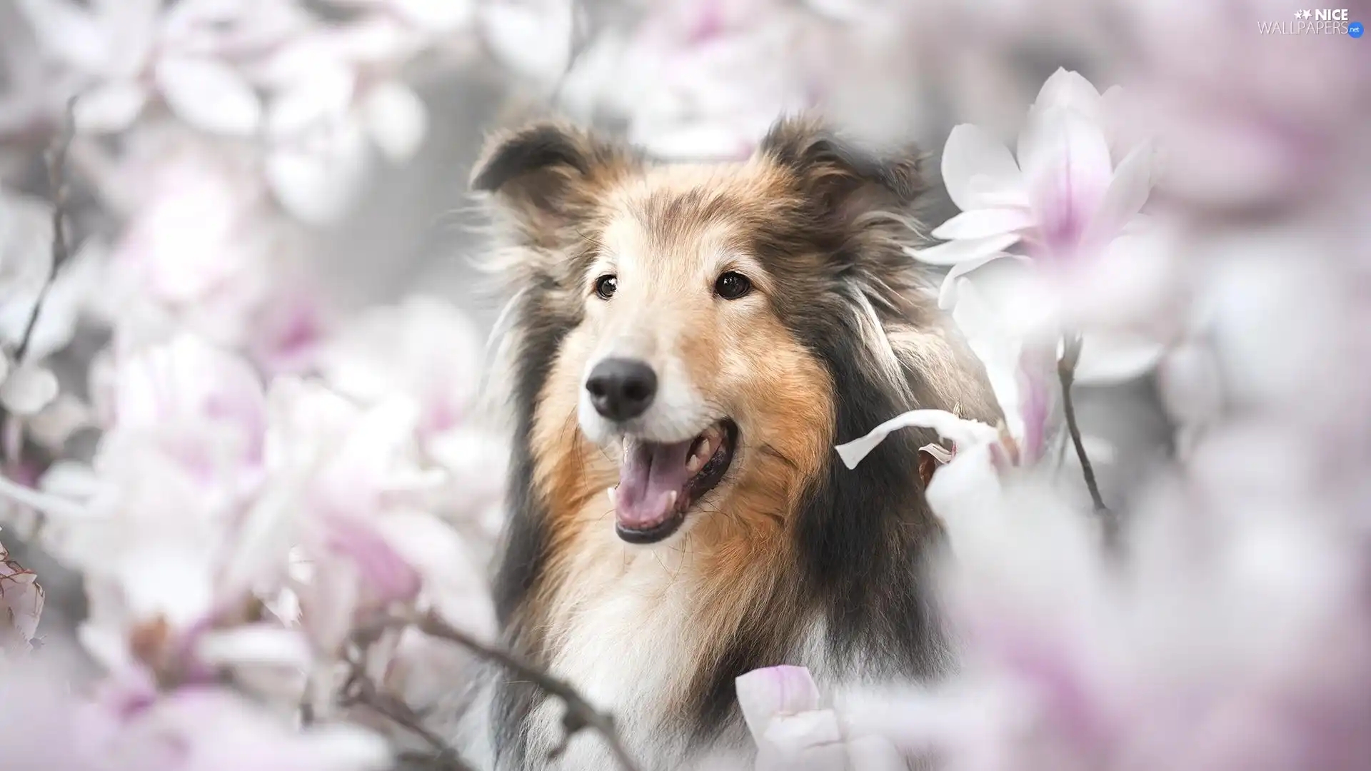 Magnolias, dog, shetland Sheepdog