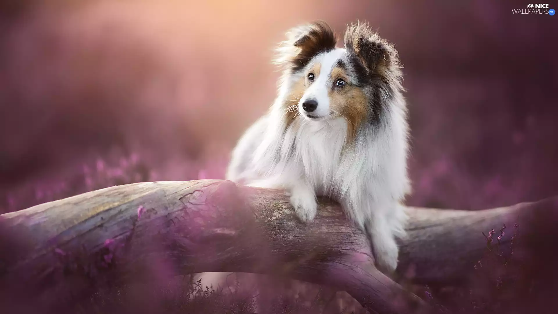 dog, Lod on the beach, heathers, shetland Sheepdog