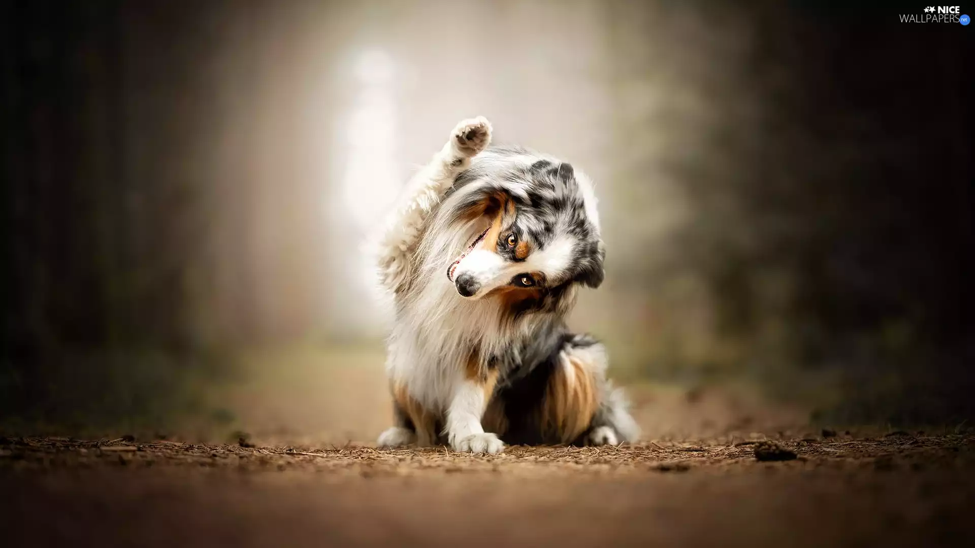 Path, dog, shetland Sheepdog