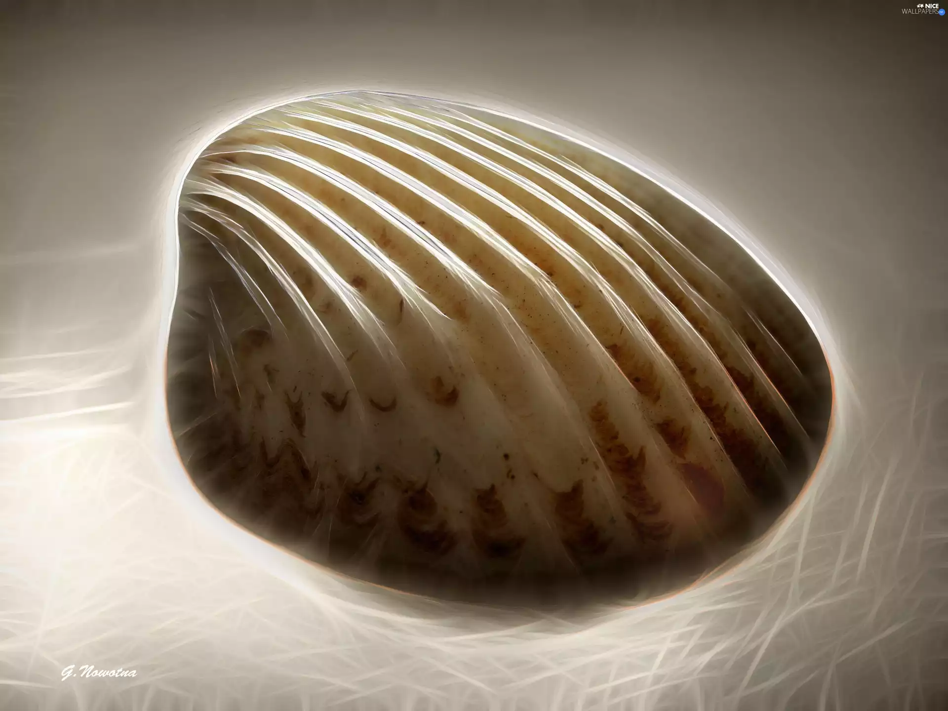 shell