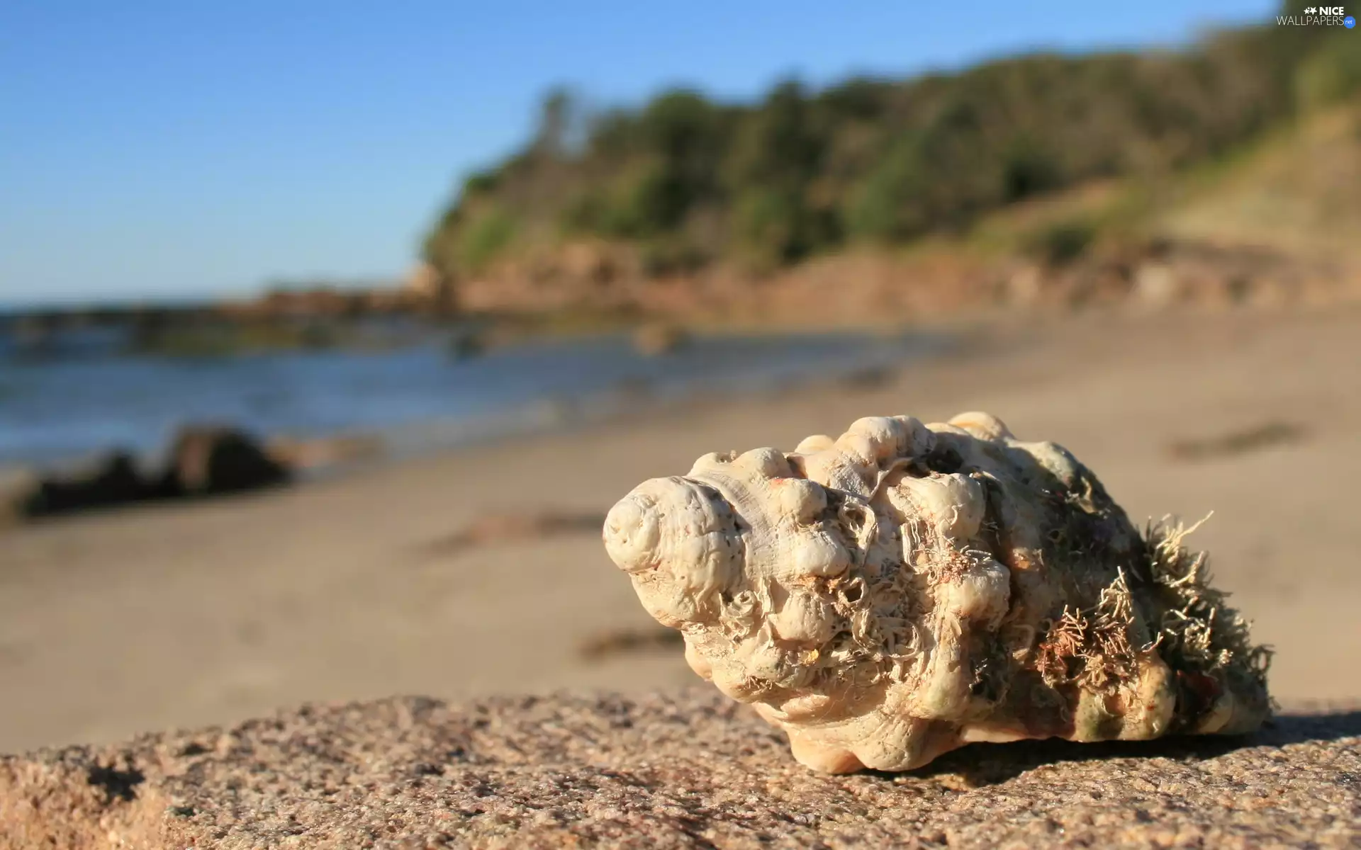 Beaches, Sky, sea, shell