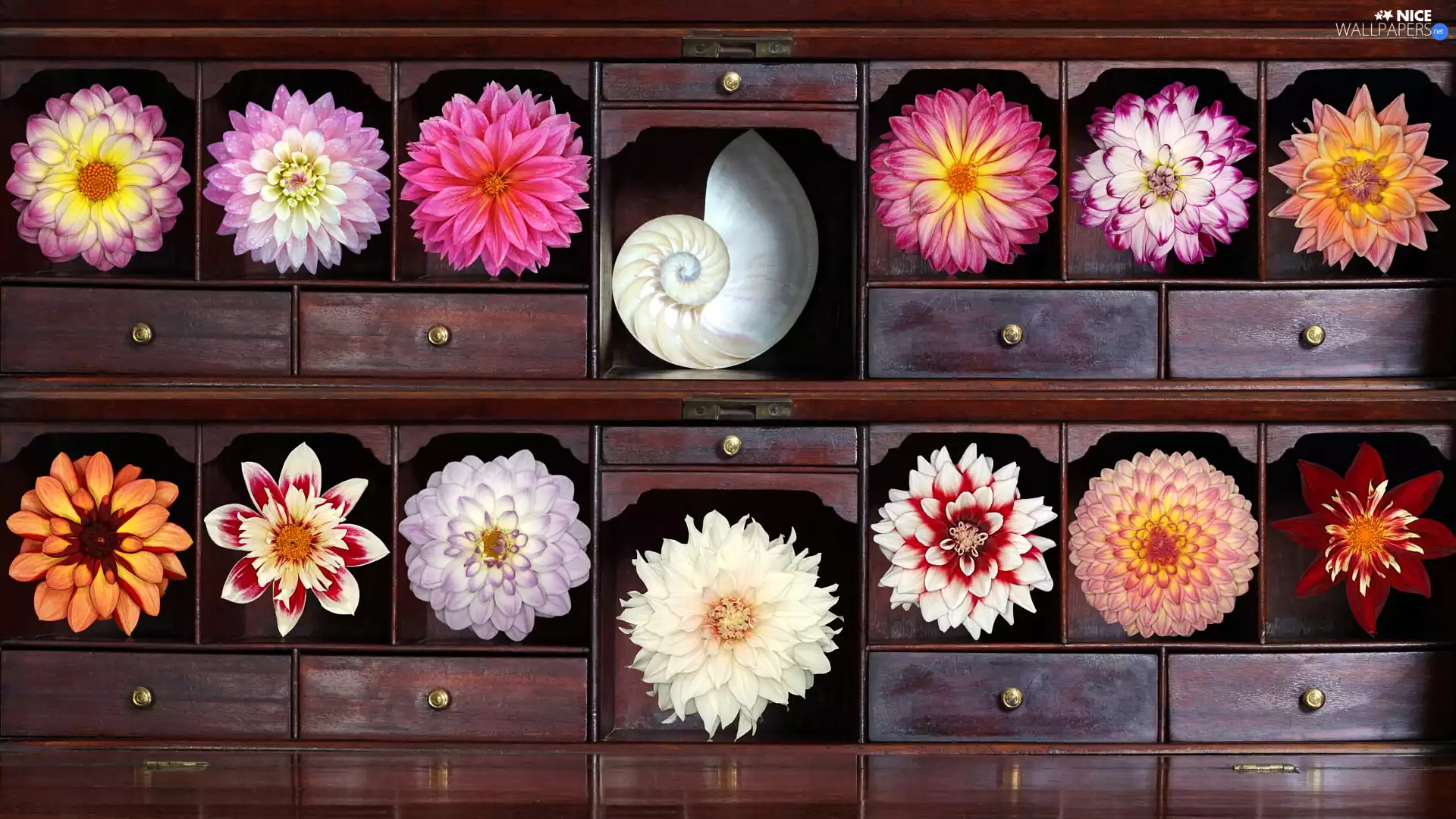 cupboard, Flowers, dahlias, shell