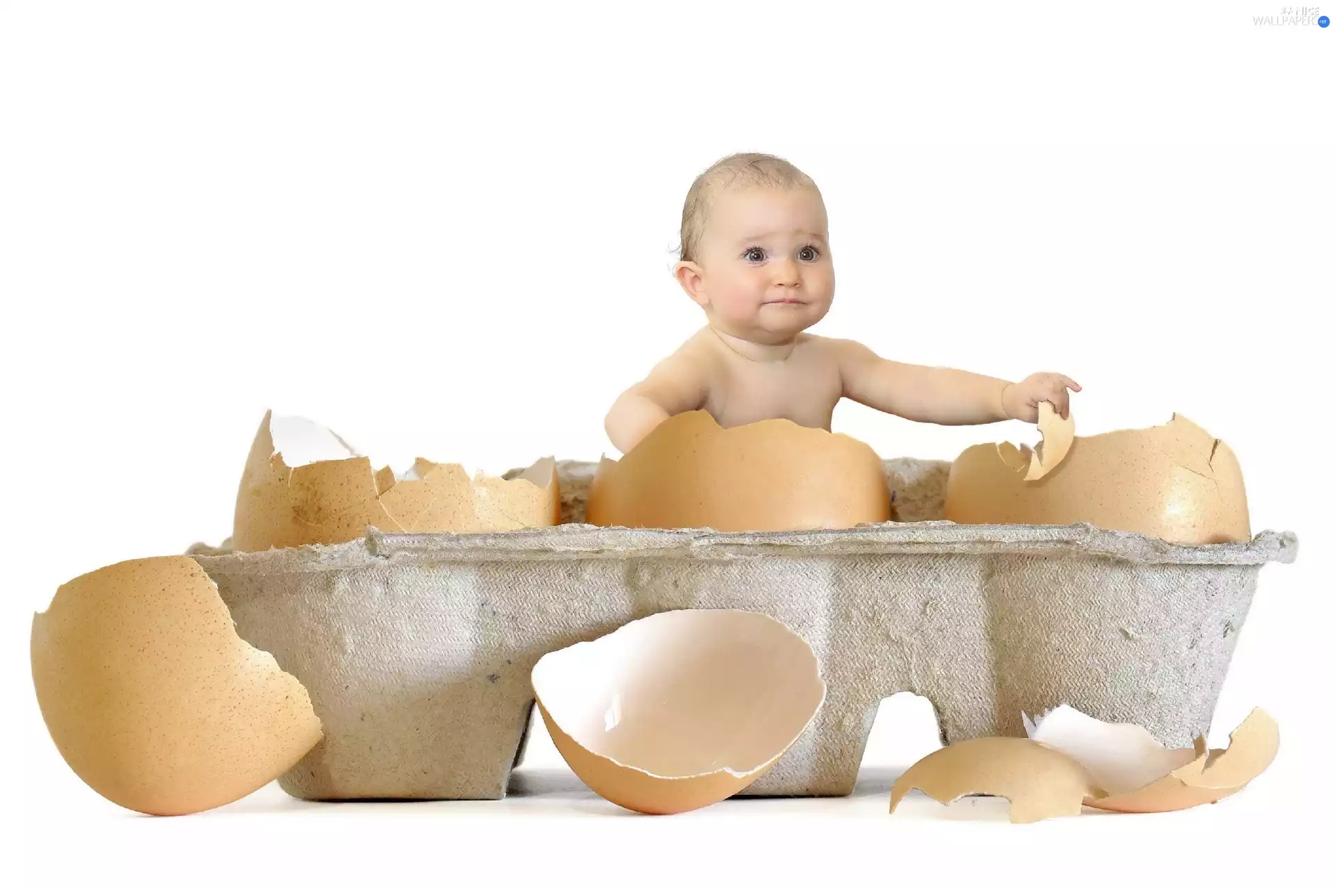 shell, Kid, eggs