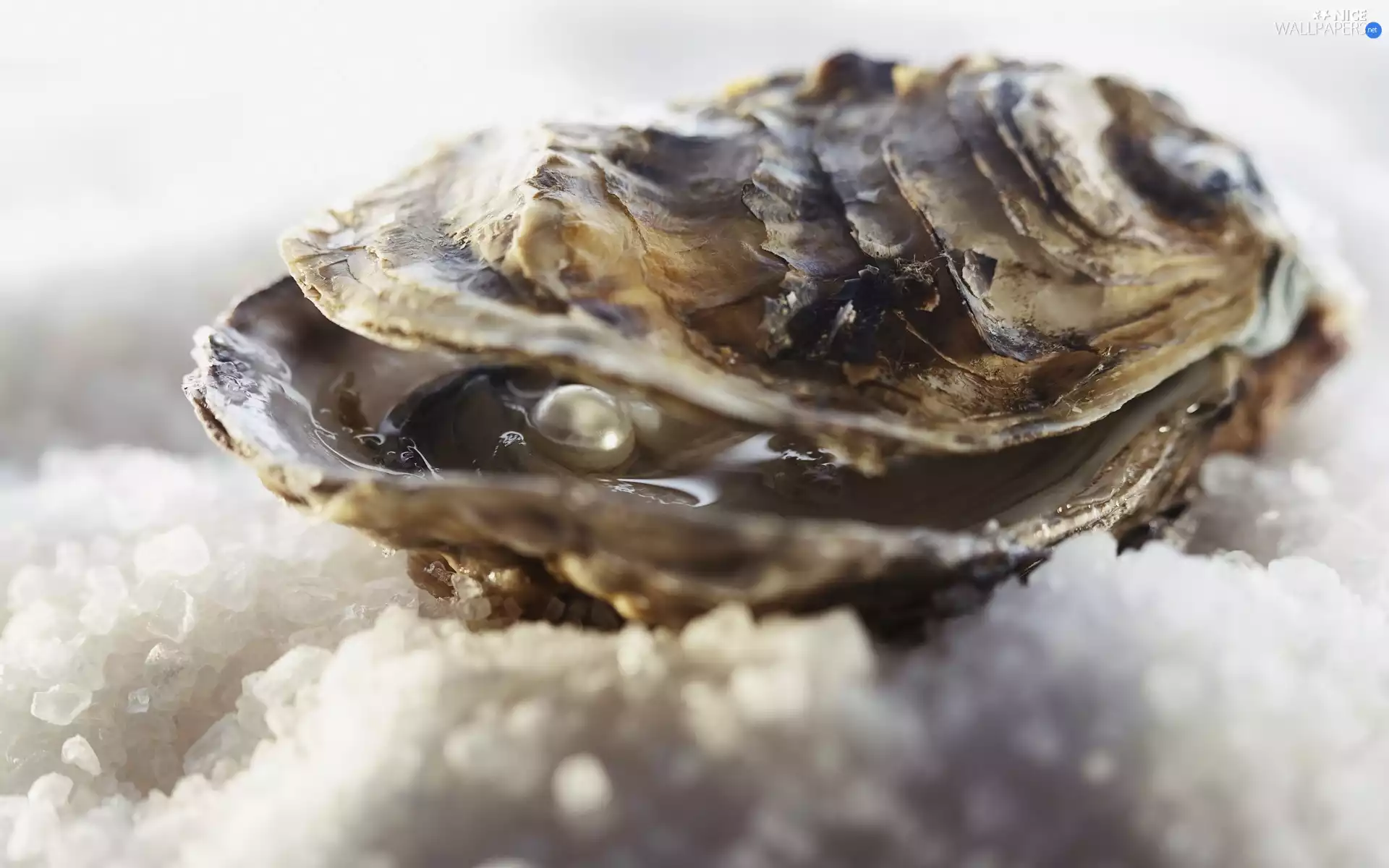 maritime, Clams, pearl, shell