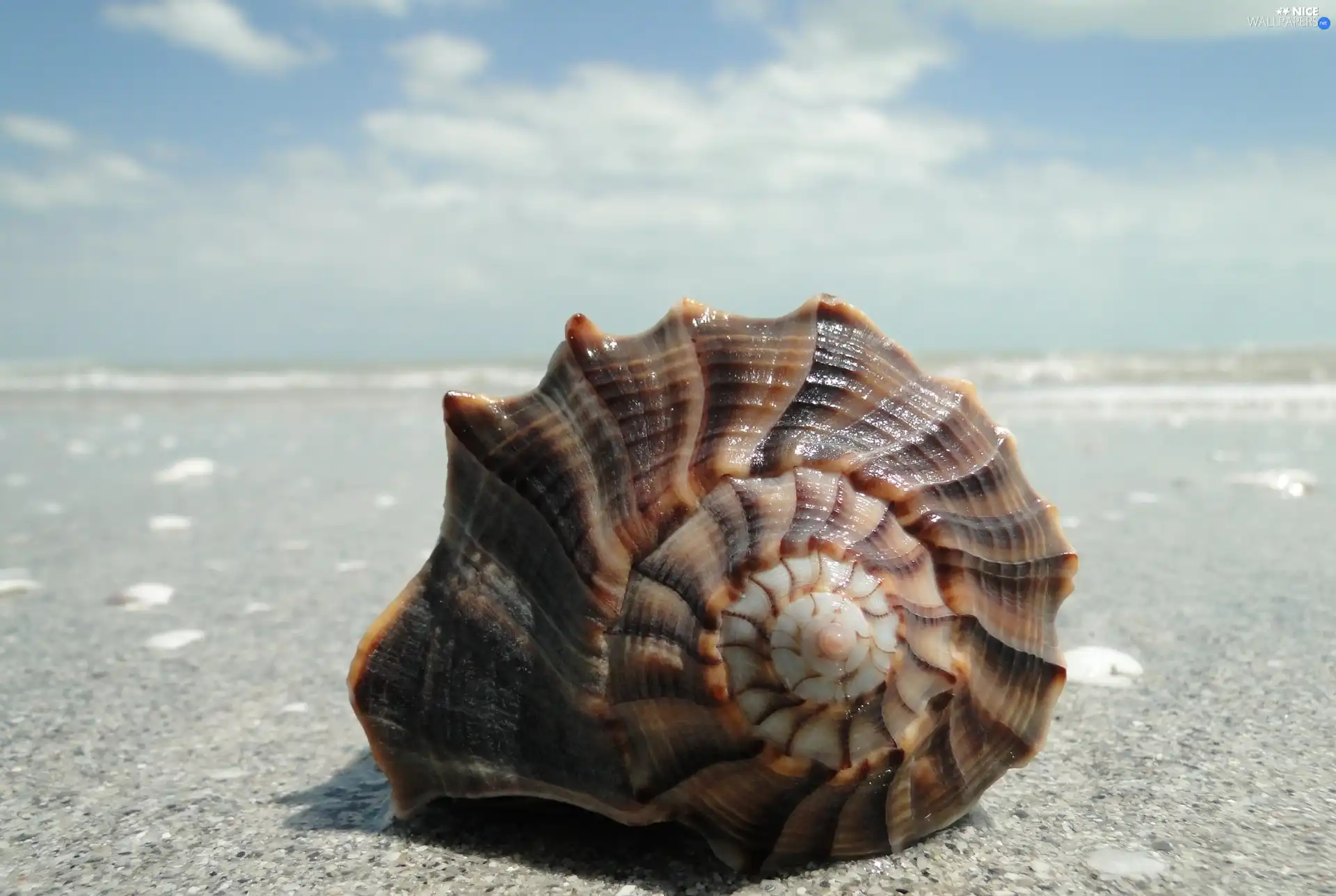 shell, Beaches, Sand