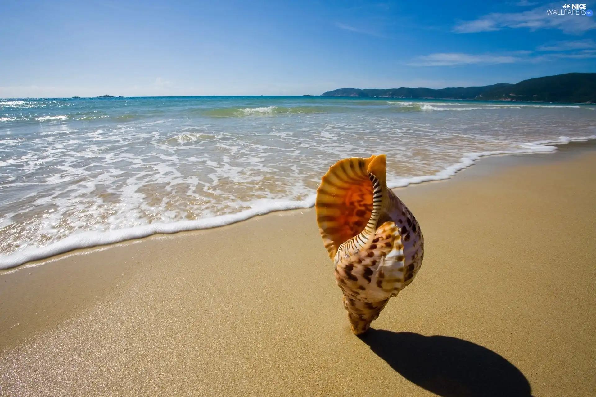 Sky, Beaches, shell, sea