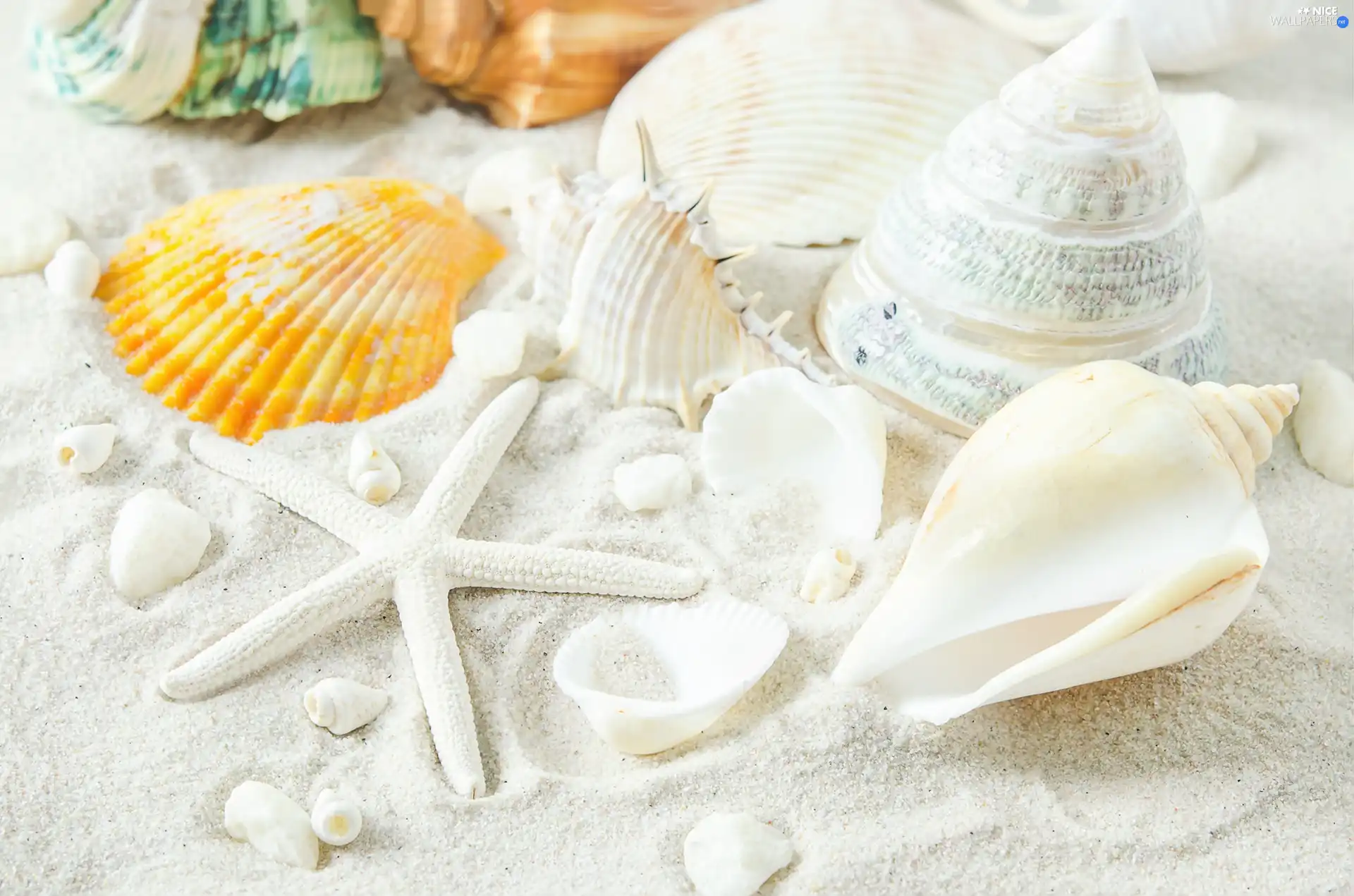 Beaches, starfish, Sand, Shells