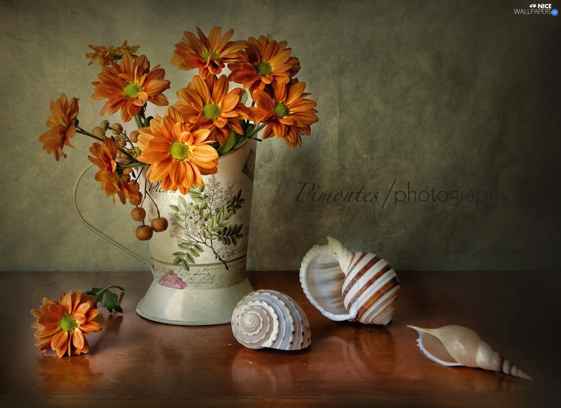 composition, Vase, Shells, daisy