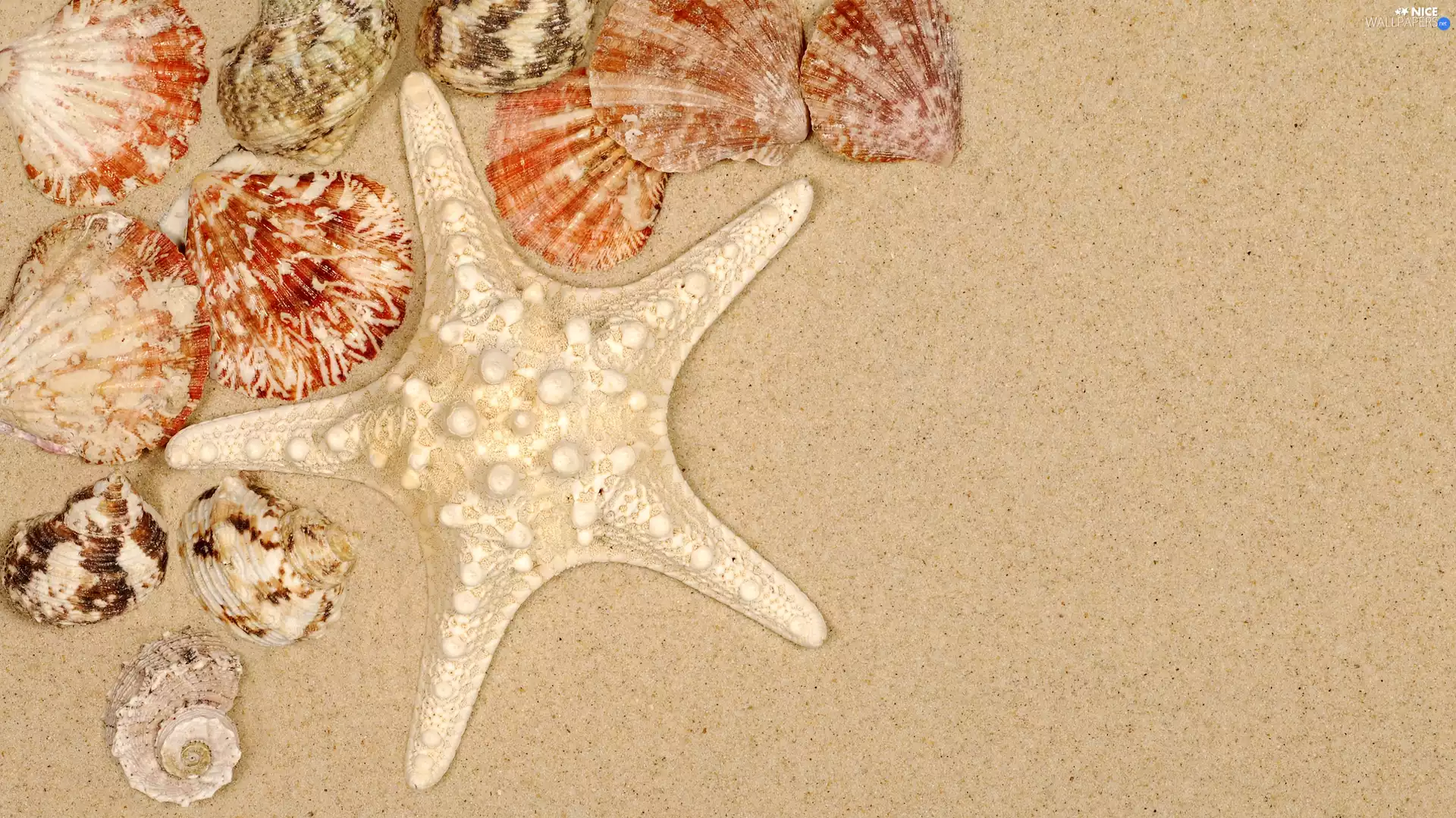 different, starfish, Sand, Shells