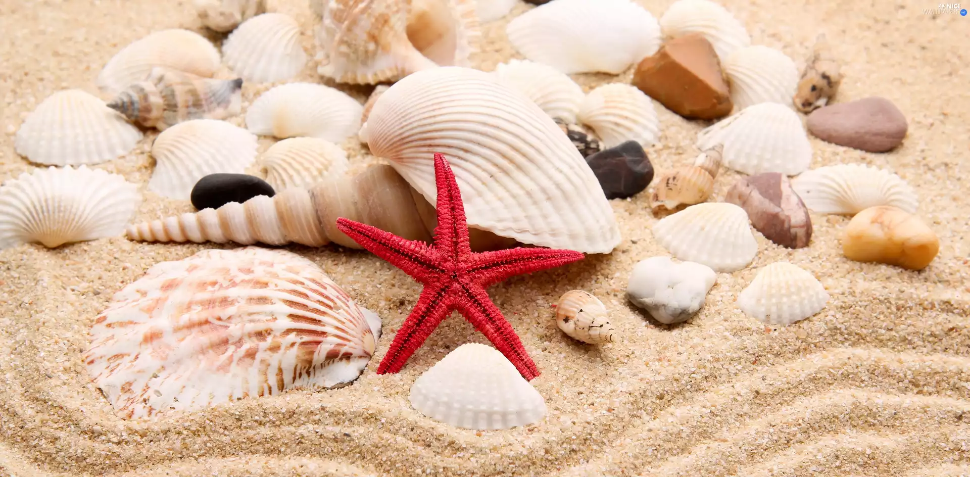 Pebble, Sand, starfish, Shells, red hot