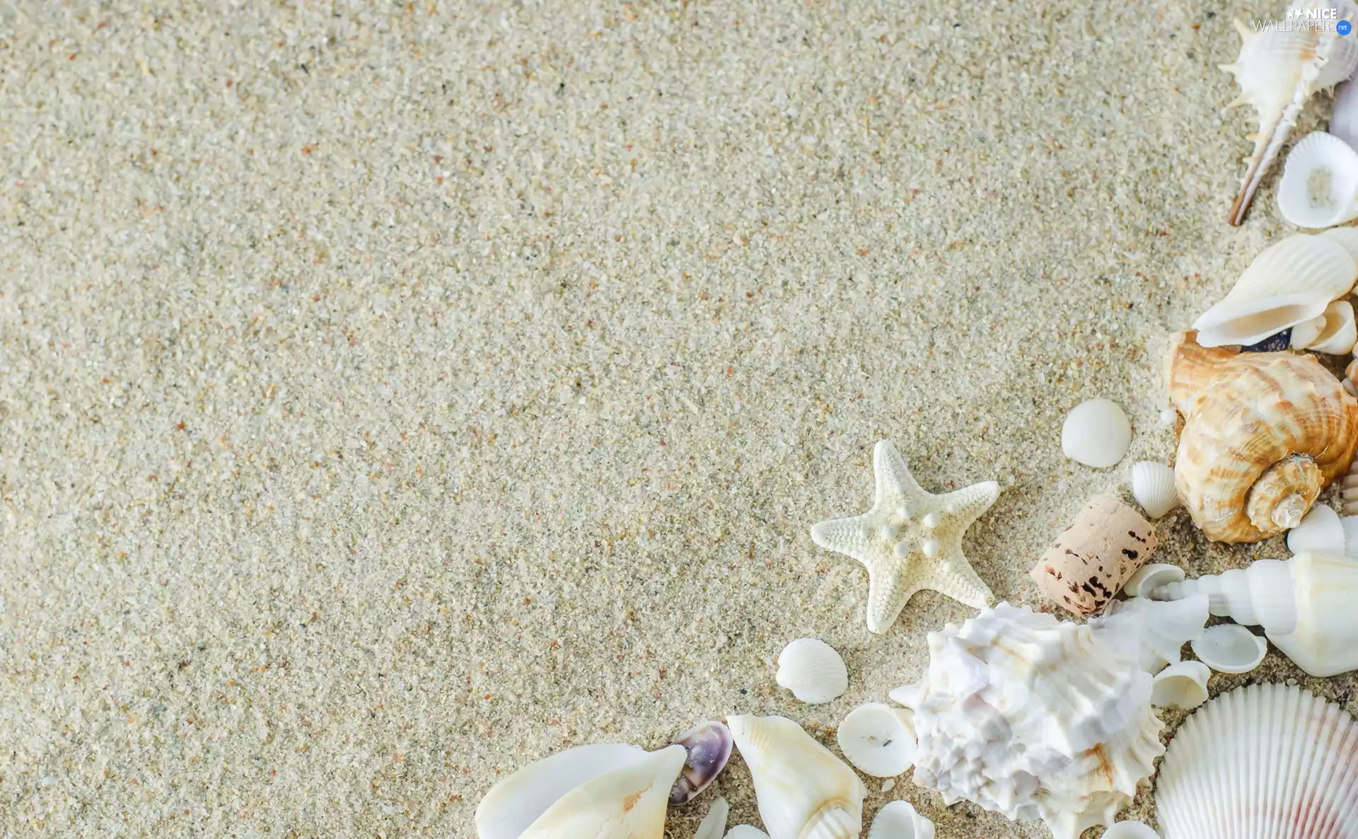 Sand, starfish, cork, Shells